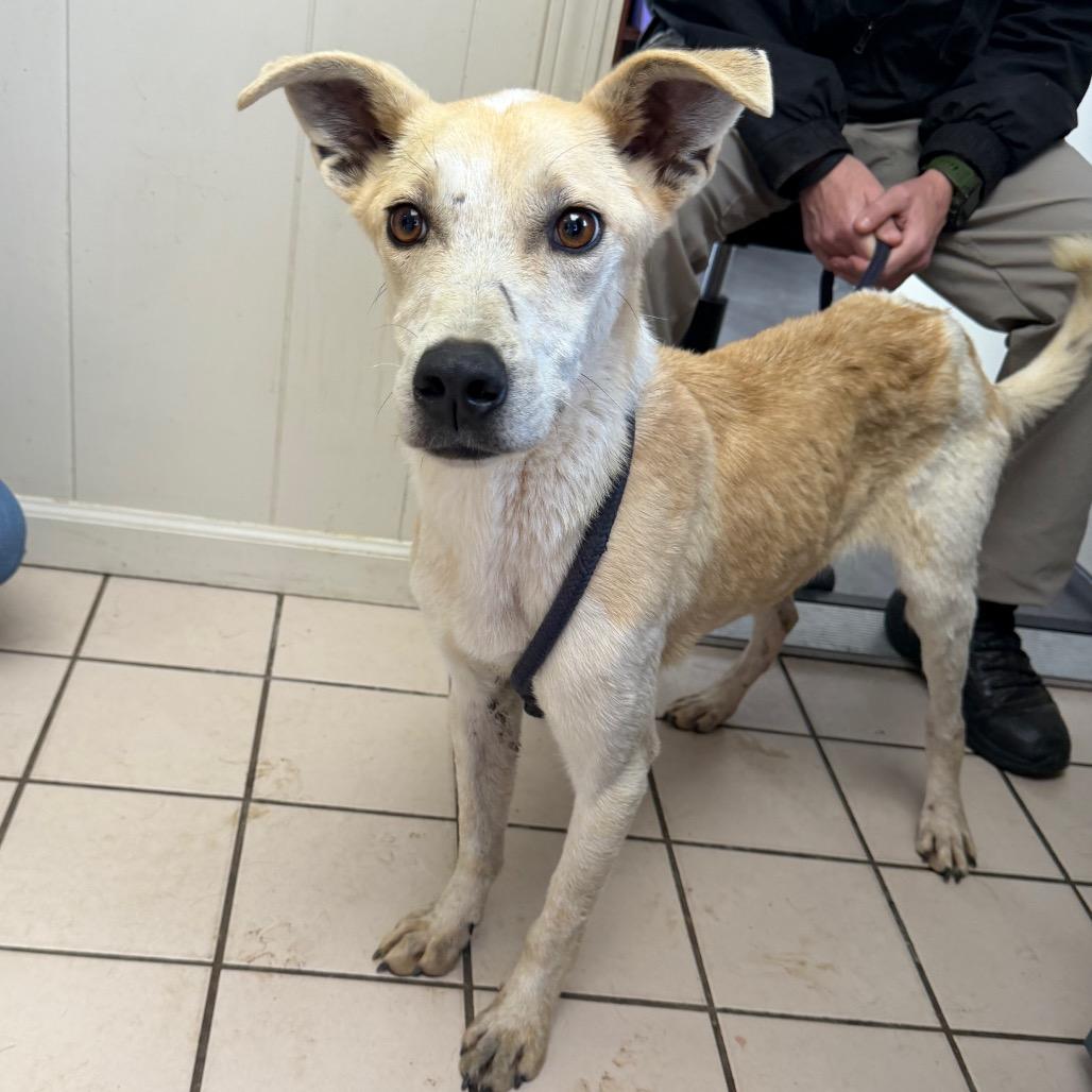 TUSC-Stray-83524 — thumbnail 4