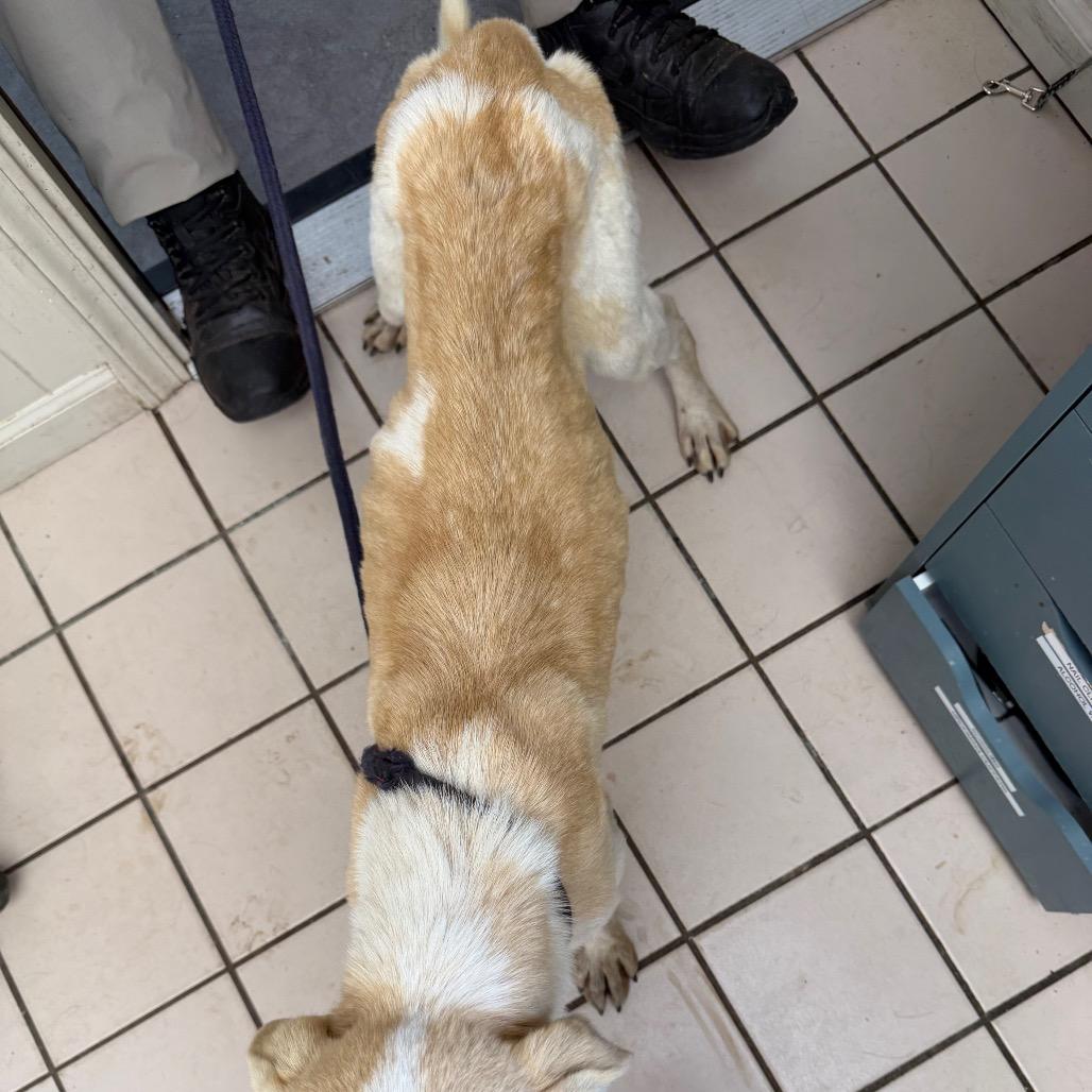 TUSC-Stray-83524 — thumbnail 5