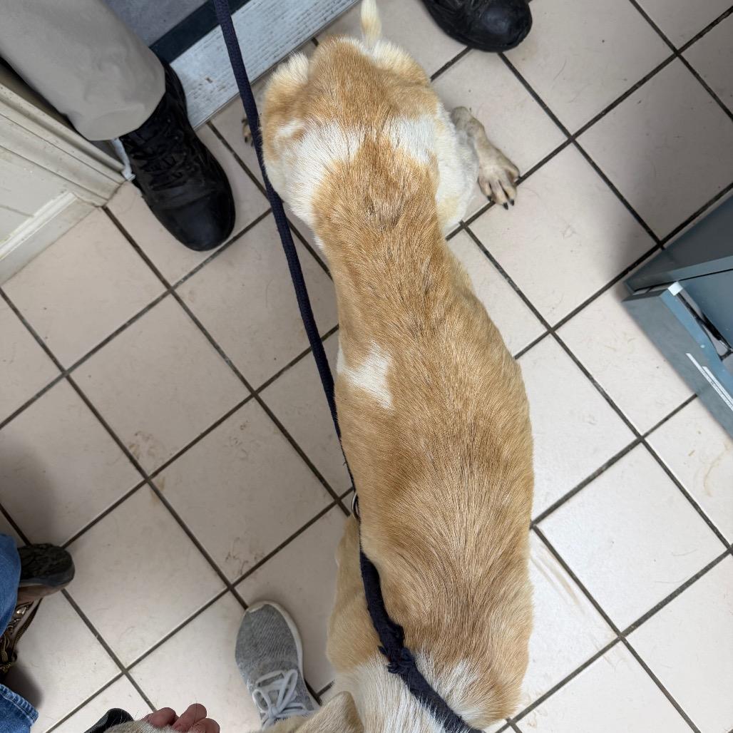 TUSC-Stray-83524 — thumbnail 6