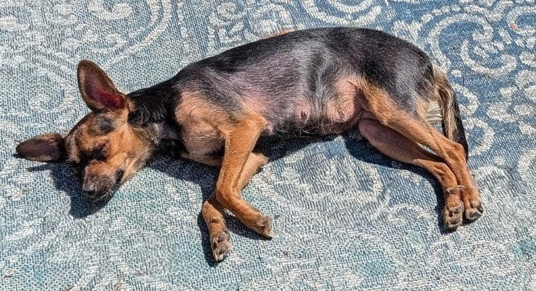 Eden, a ADOPTABLE mixed breed in Union Gap, WA image 6/6