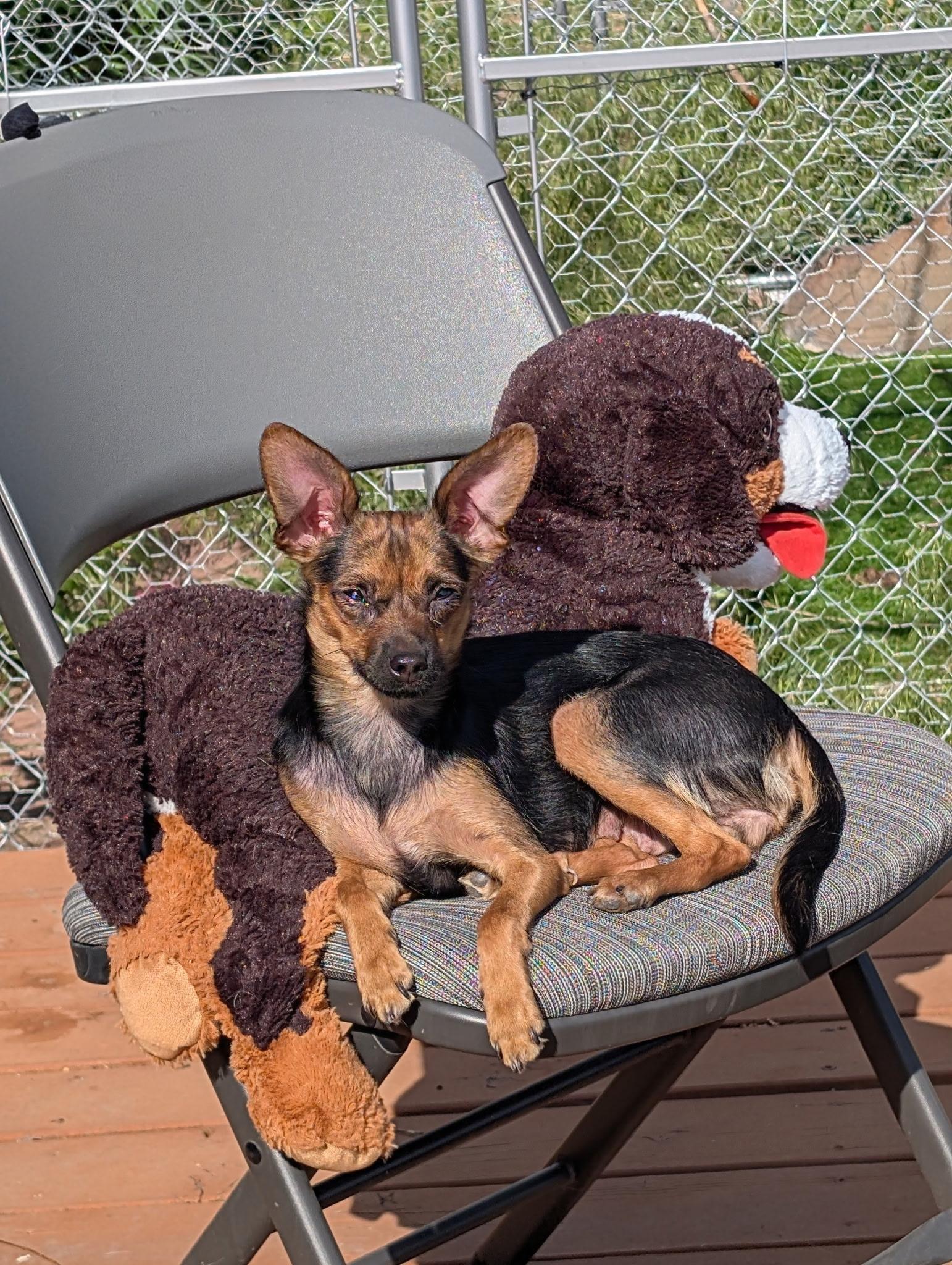 Eden, a ADOPTABLE mixed breed in Union Gap, WA image 5/6
