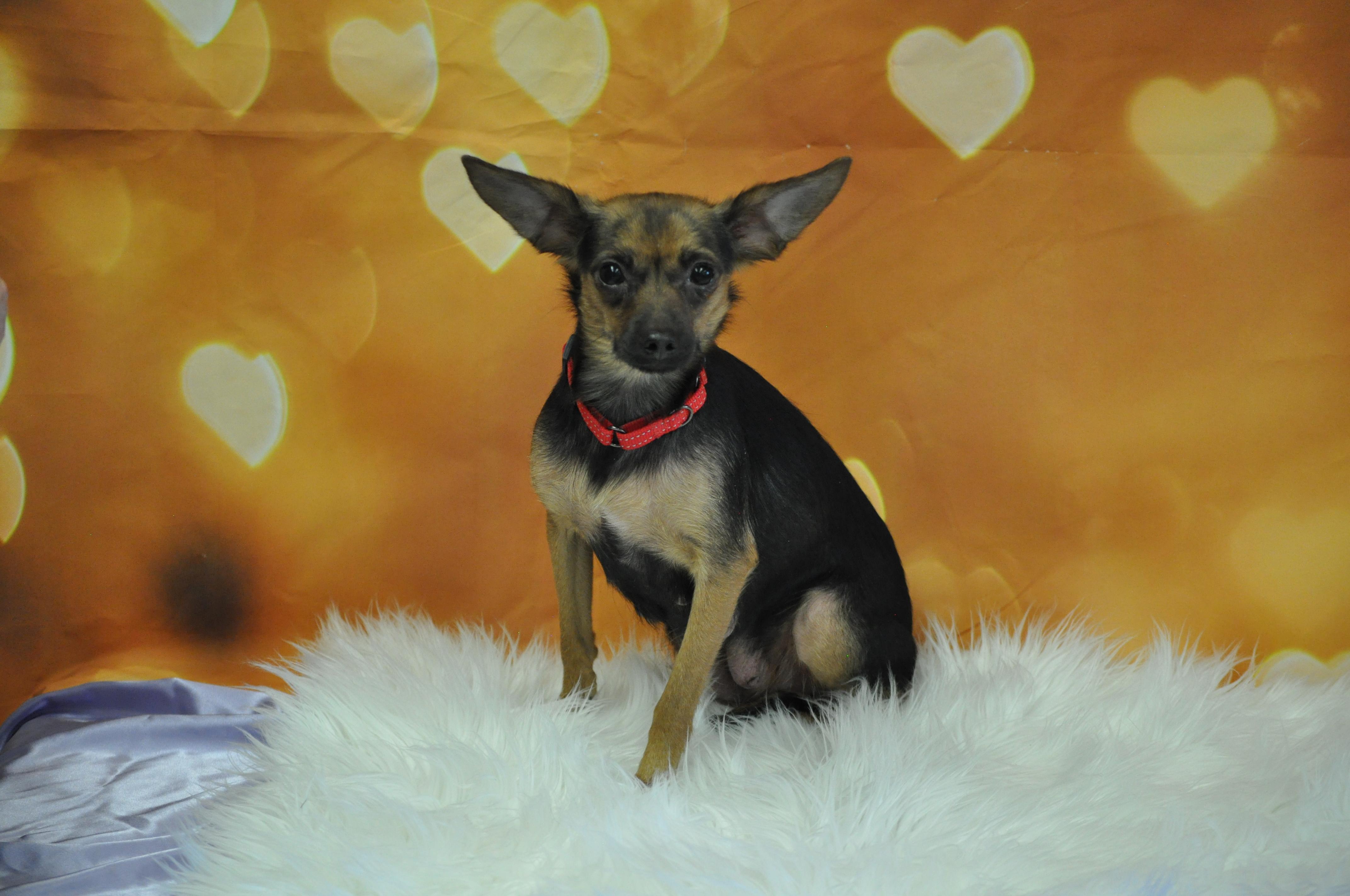 Eden, a ADOPTABLE mixed breed in Union Gap, WA image 3/6