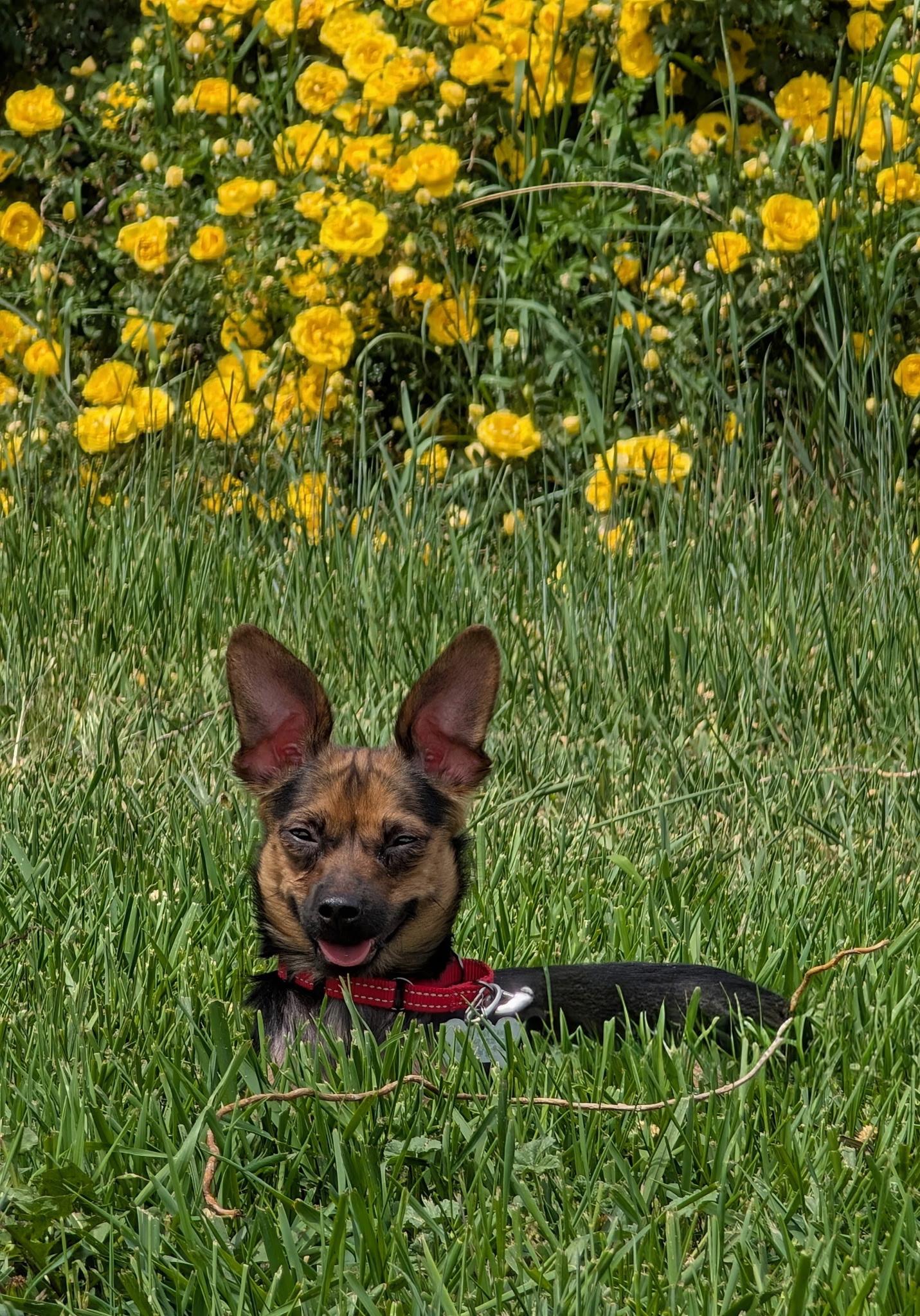 Eden, a ADOPTABLE mixed breed in Union Gap, WA image 2/6