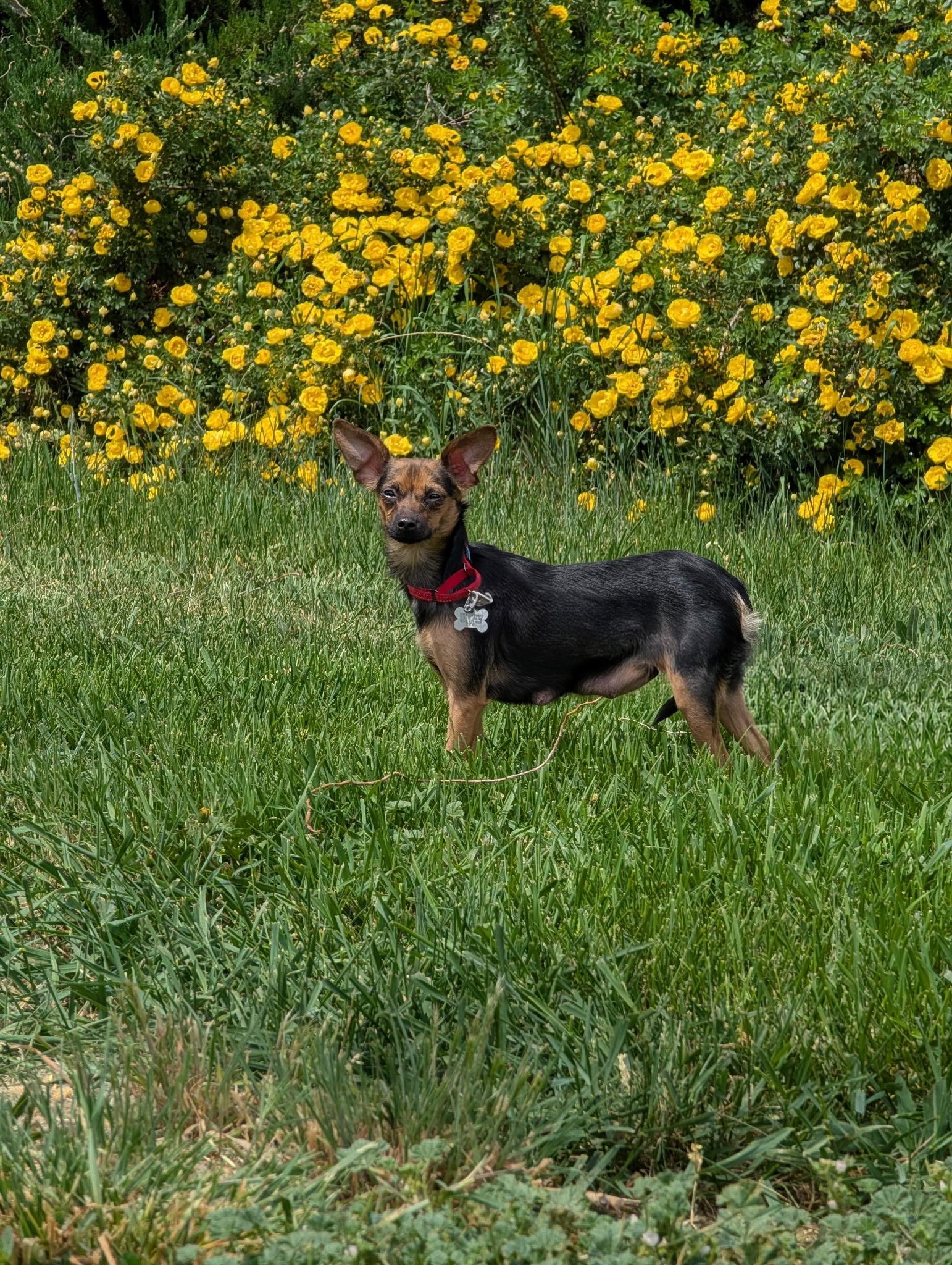 Eden, a ADOPTABLE mixed breed in Union Gap, WA image 4/6