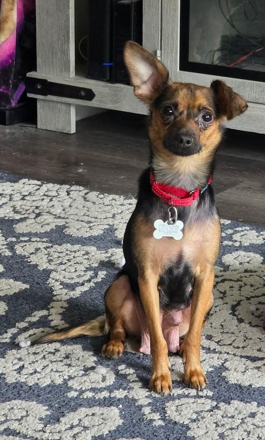 Eden, a ADOPTABLE mixed breed in Union Gap, WA image 1/6