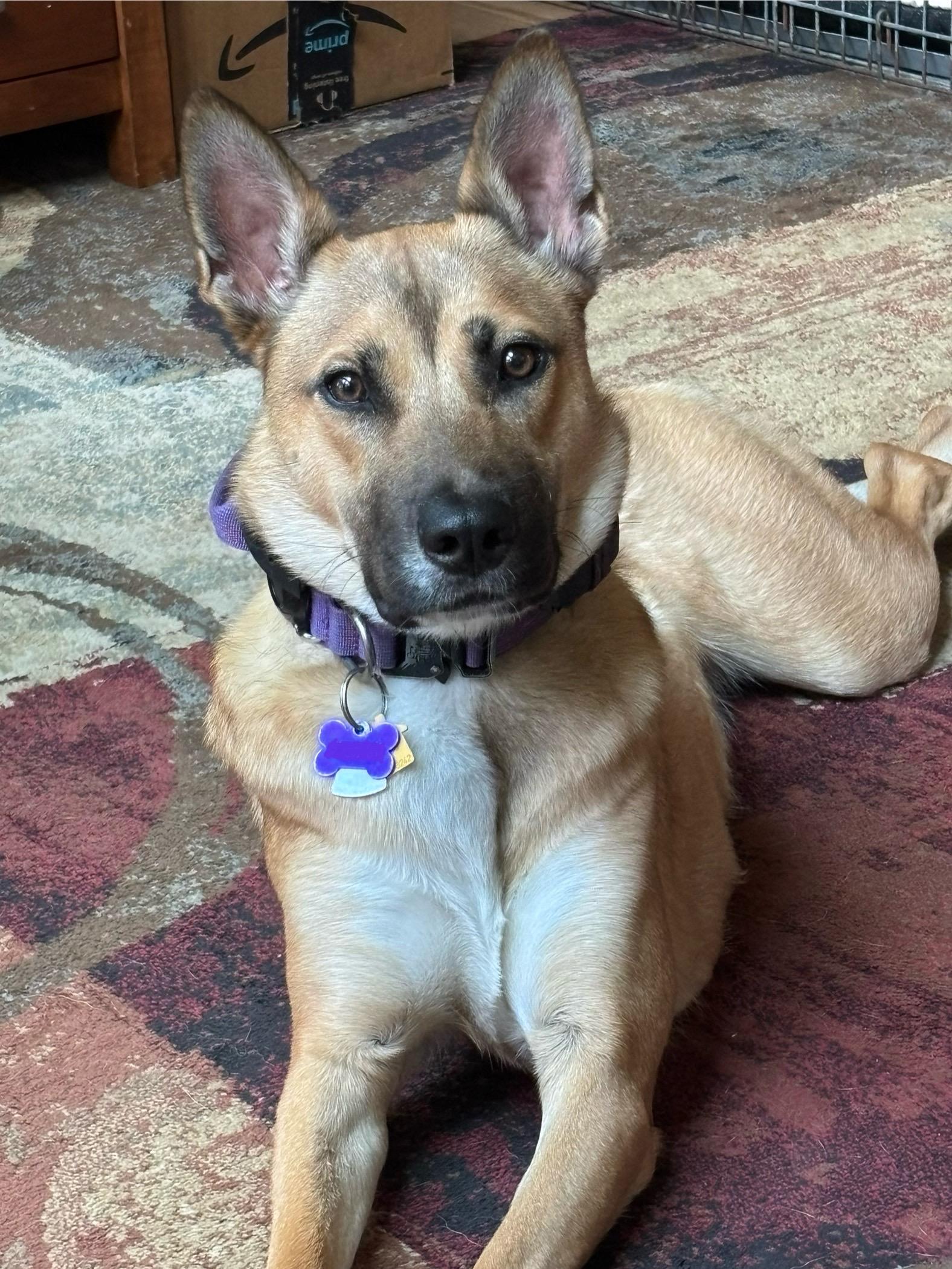 Enlarge Mocha, a Adopted mixed breed in West Bend, WI image 2/6