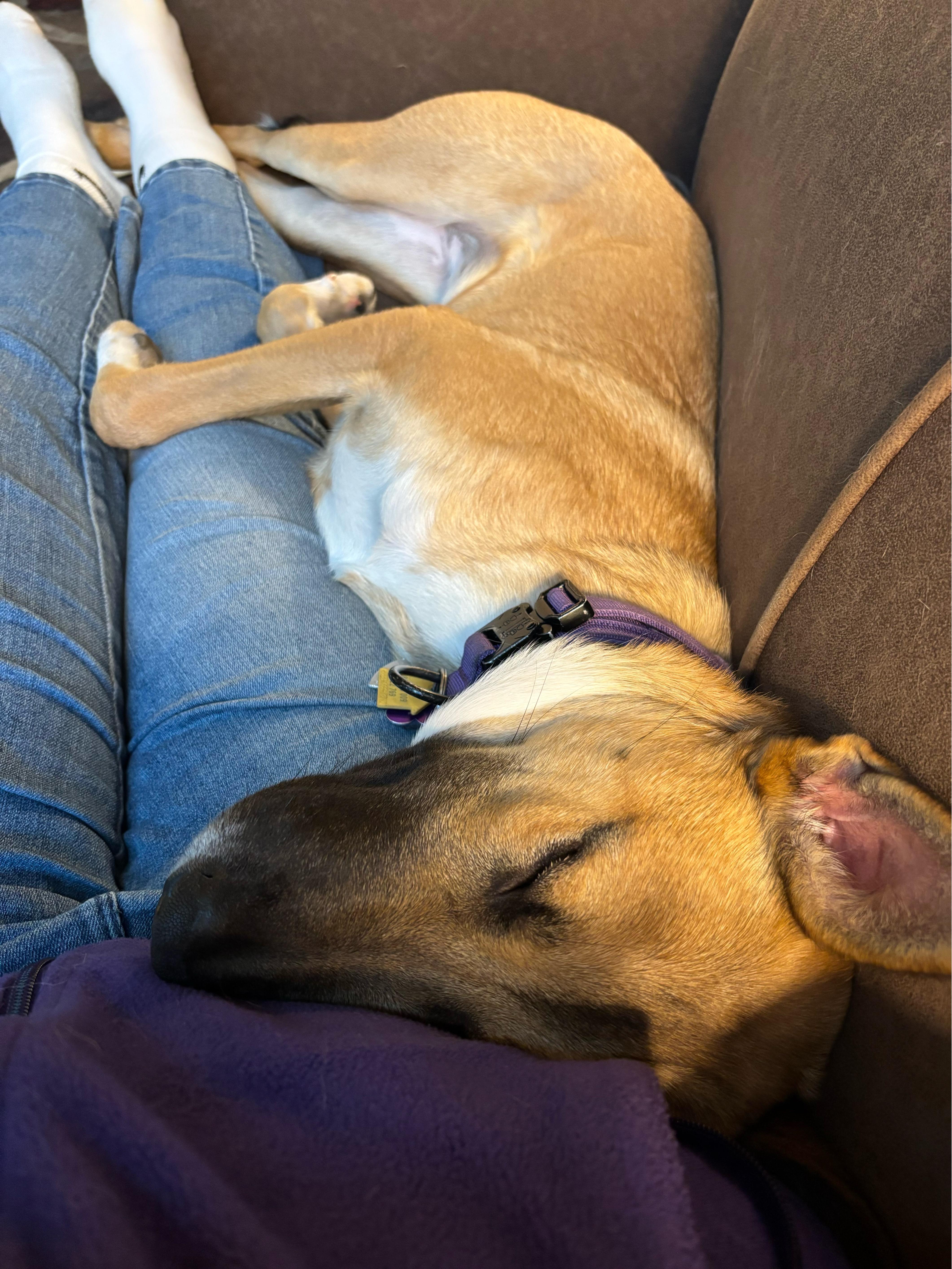 Mocha, Adopted, Young Female Belgian Shepherd / Malinois.