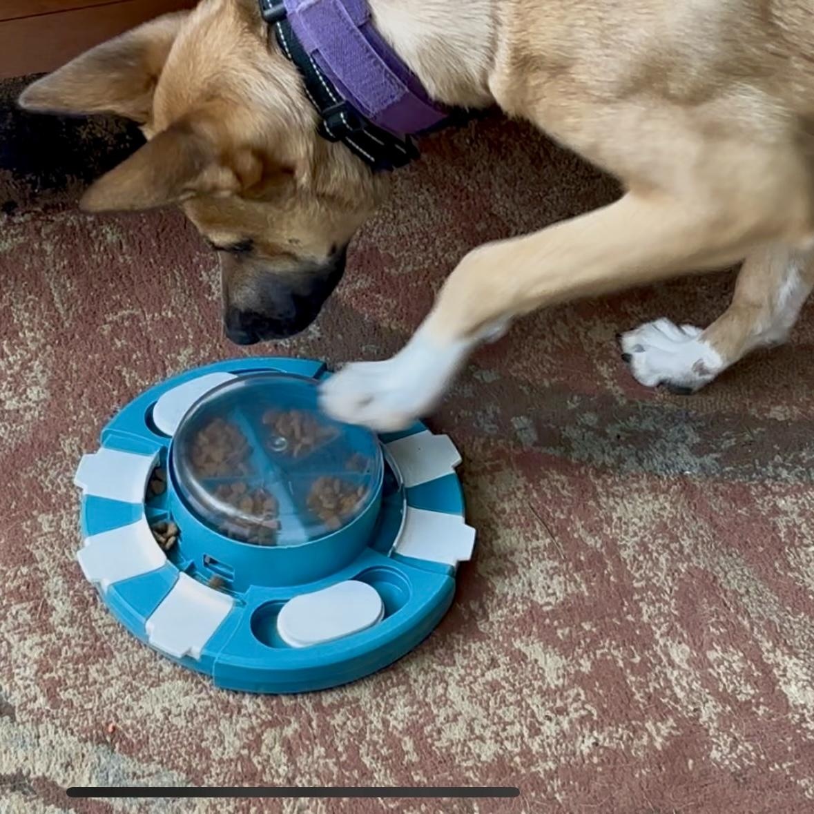 Enlarge Mocha, a Adopted mixed breed in West Bend, WI image 5/6