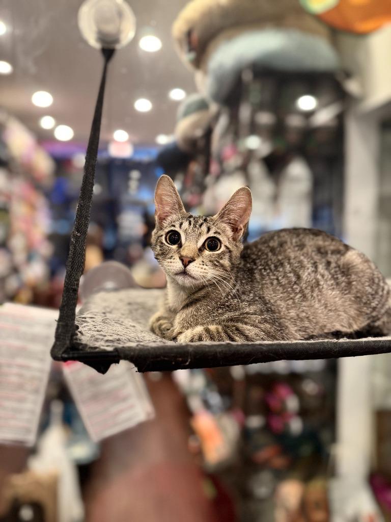 Oberon (meet me in the Cat Lounge!), a Adoptable mixed breed in Brooklyn, NY image 1/3