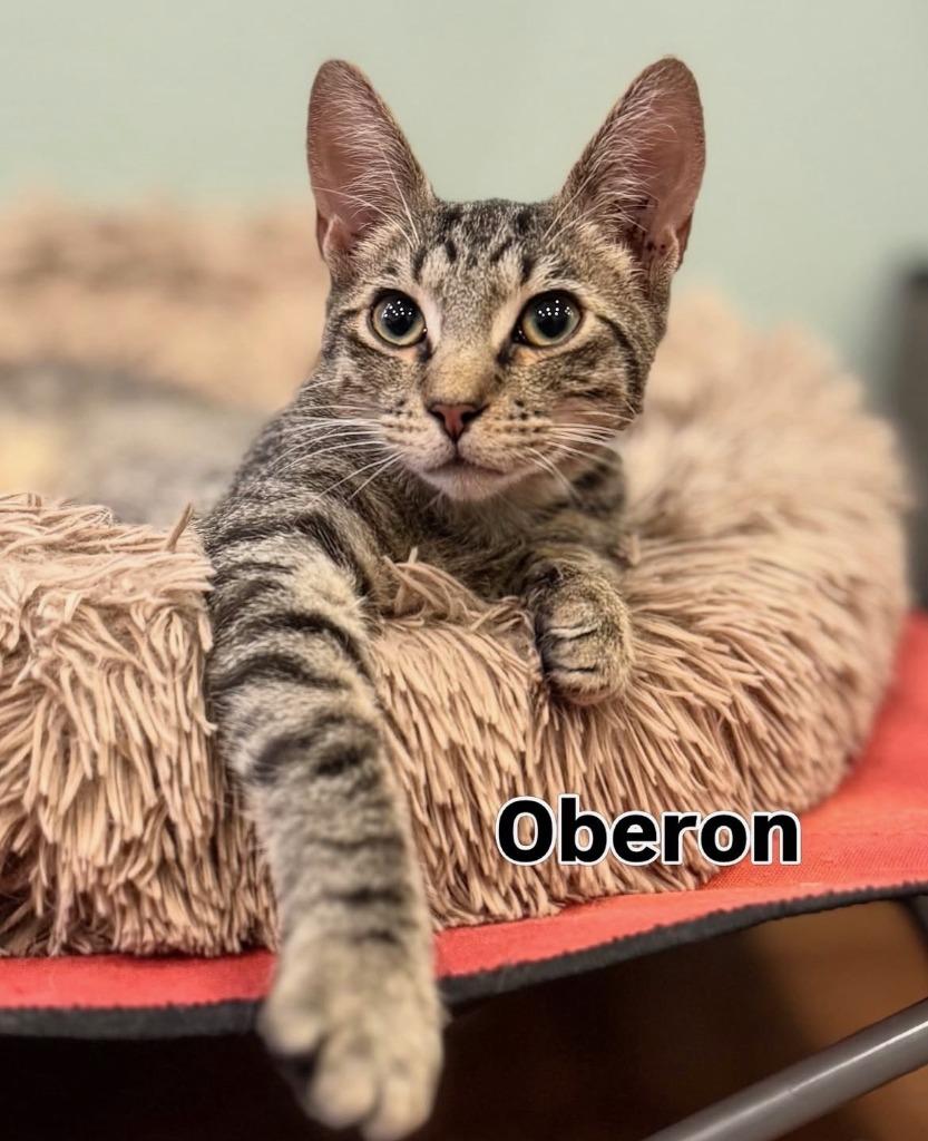 Oberon (meet me in the Cat Lounge!), a Adoptable mixed breed in Brooklyn, NY image 2/3