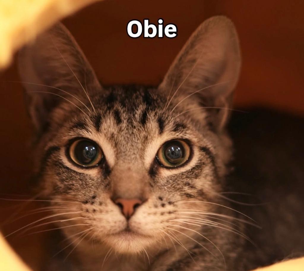 Oberon (meet me in the Cat Lounge!), a Adoptable mixed breed in Brooklyn, NY image 3/3