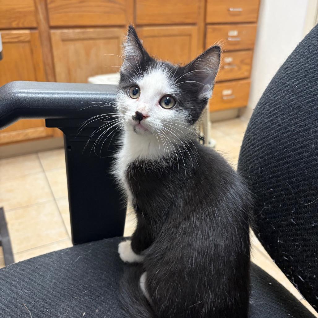 High Tops, Adoptable, Kitten Female Domestic Short Hair.