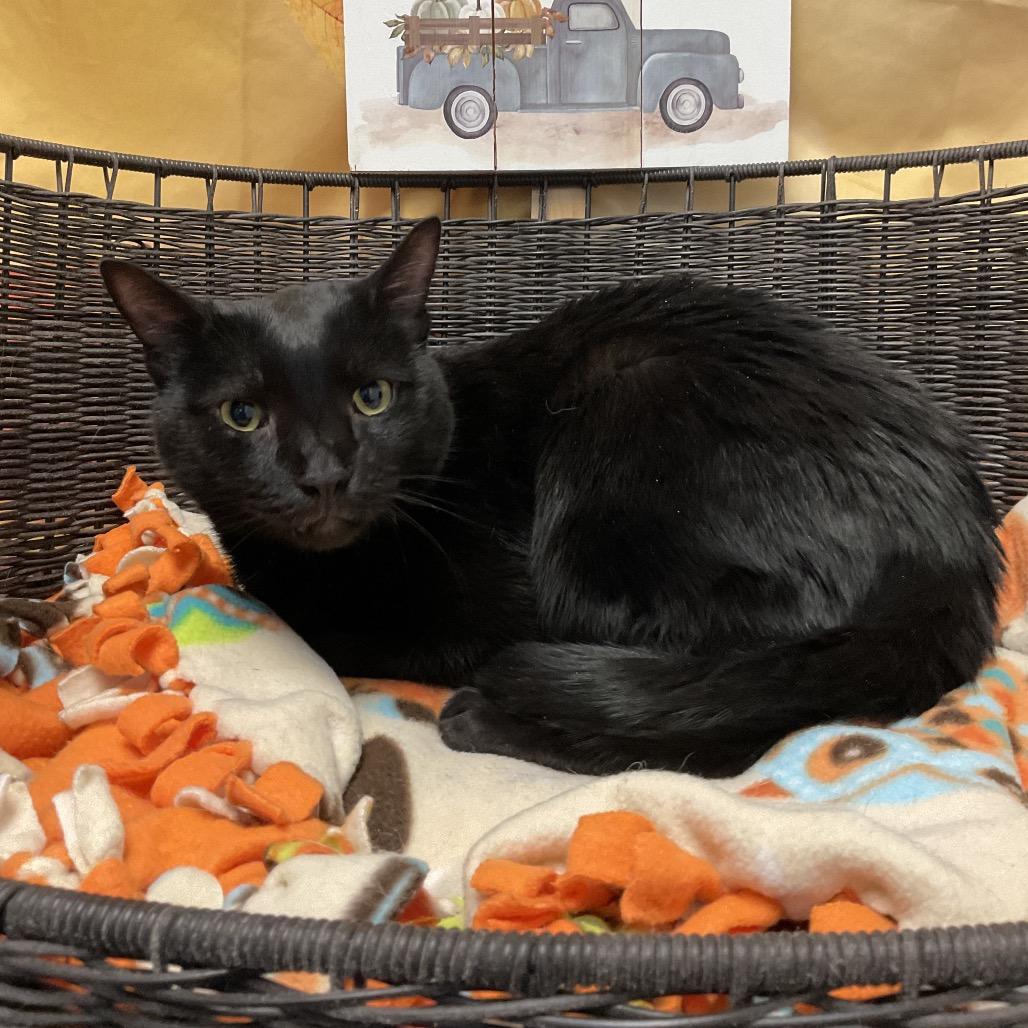 Gomez, a Adoptable Domestic Short Hair in Henderson, NV image 1/3