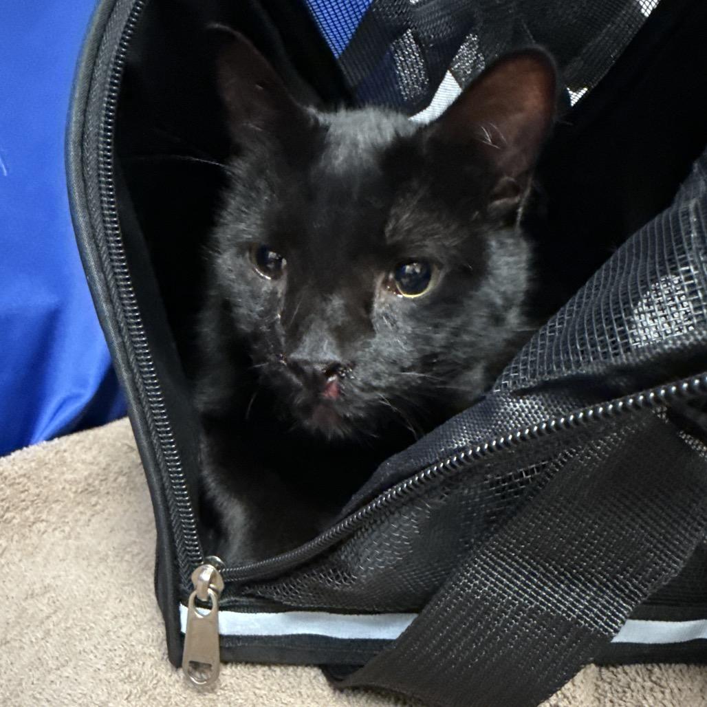 Gomez, a Adoptable Domestic Short Hair in Henderson, NV image 2/3