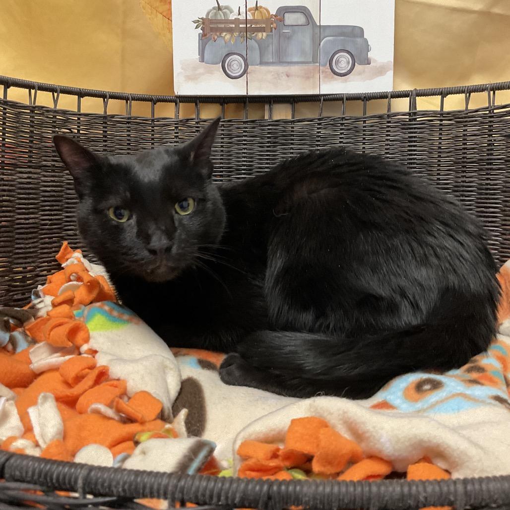 Gomez, a Adoptable Domestic Short Hair in Henderson, NV image 3/3