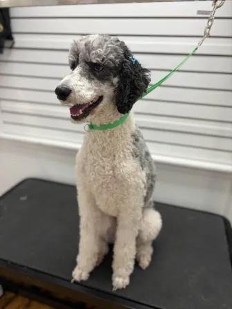 Enlarge Macey May (COURTSEY POST), an adopted Standard Poodle in Richmond, KY image 3/4