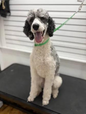 Enlarge Macey May (COURTSEY POST), an adopted Standard Poodle in Richmond, KY image 1/4