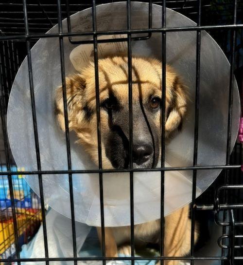 Brownie, Adoptable, Young Female Shetland Sheepdog / Sheltie.