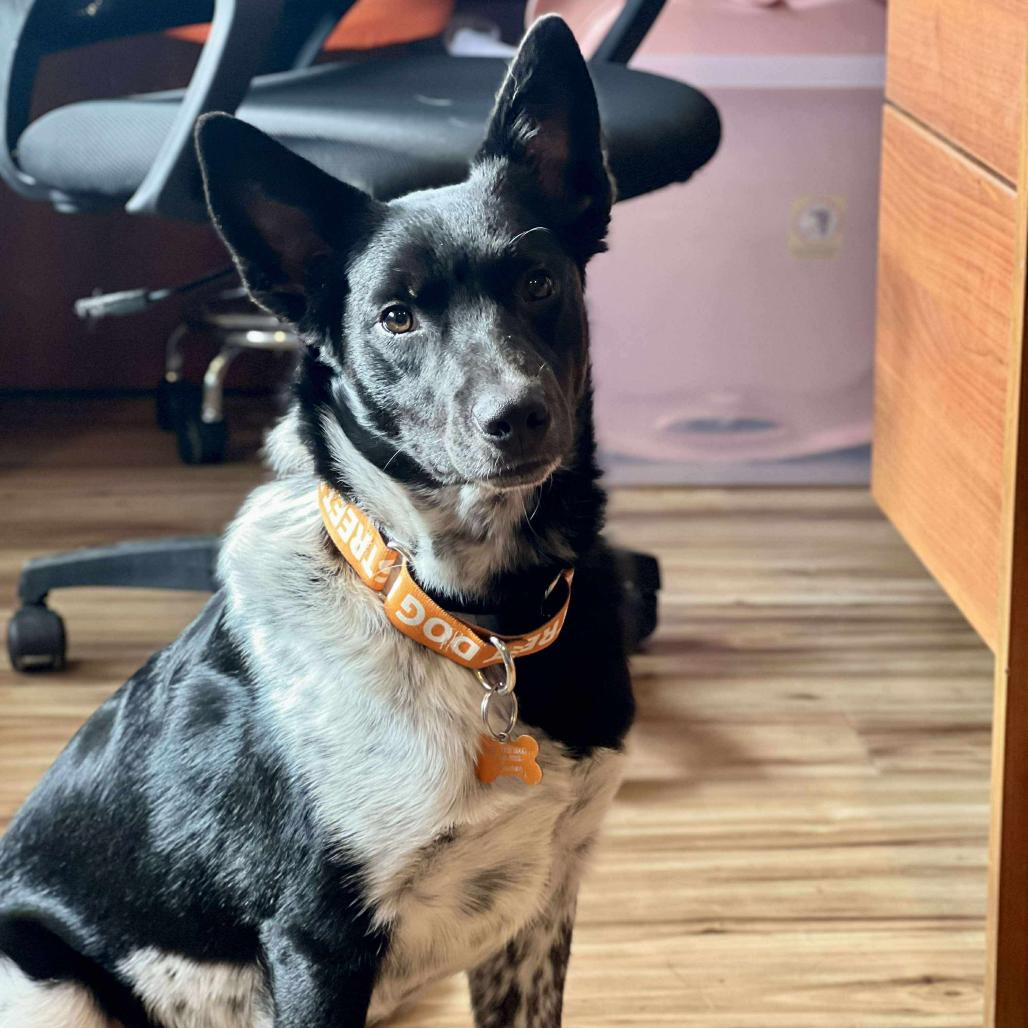 Kip, Adoptable, Young Male Border Collie & Australian Cattle Dog / Blue Heeler.