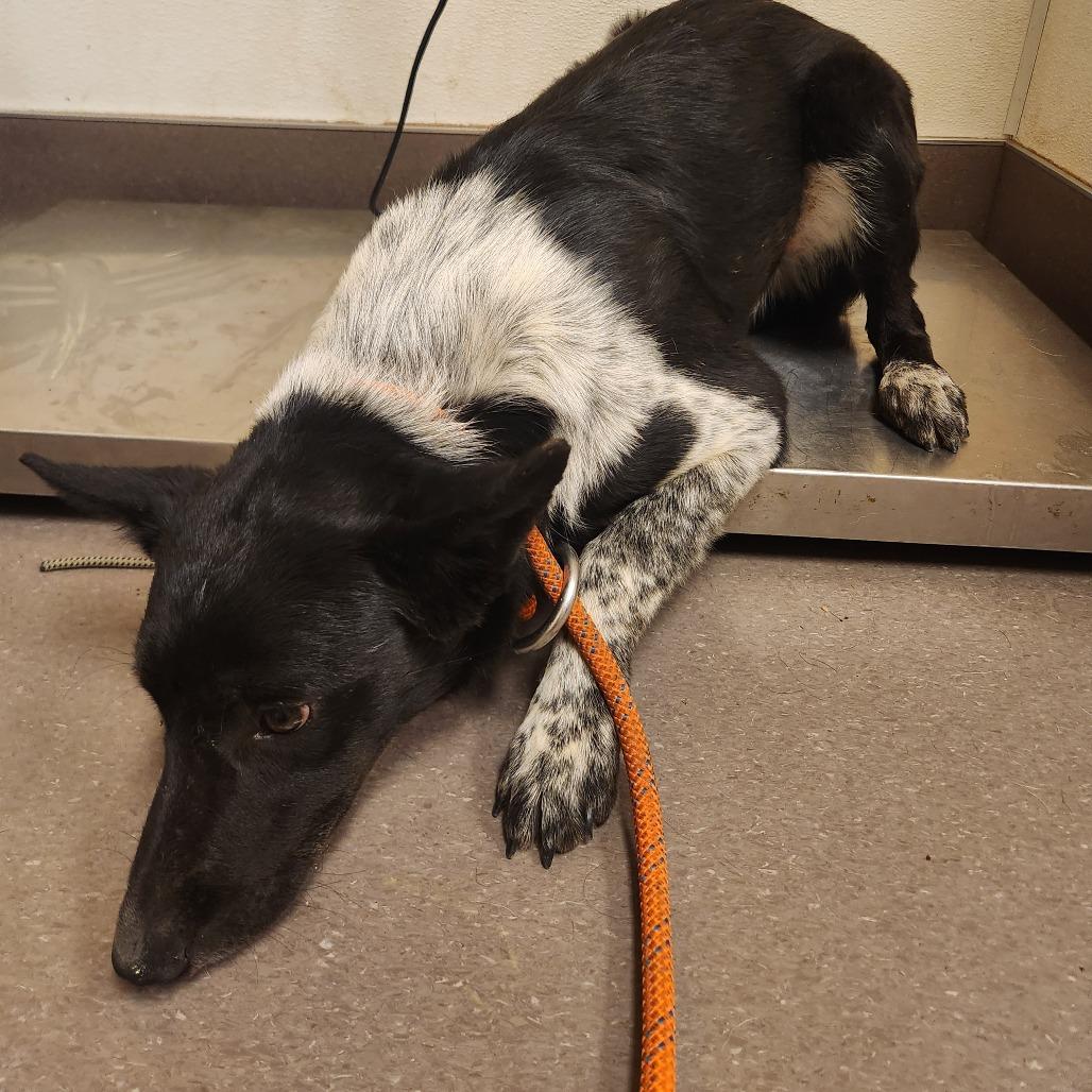 Kip, a Adoptable mixed breed in Bend, OR image 2/6