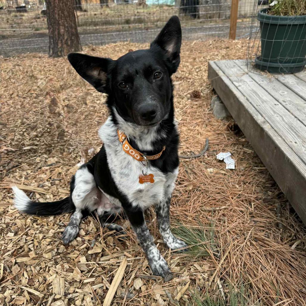 Kip, a Adoptable mixed breed in Bend, OR image 3/6