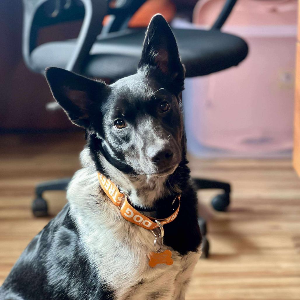 Kip, a Adoptable mixed breed in Bend, OR image 4/6