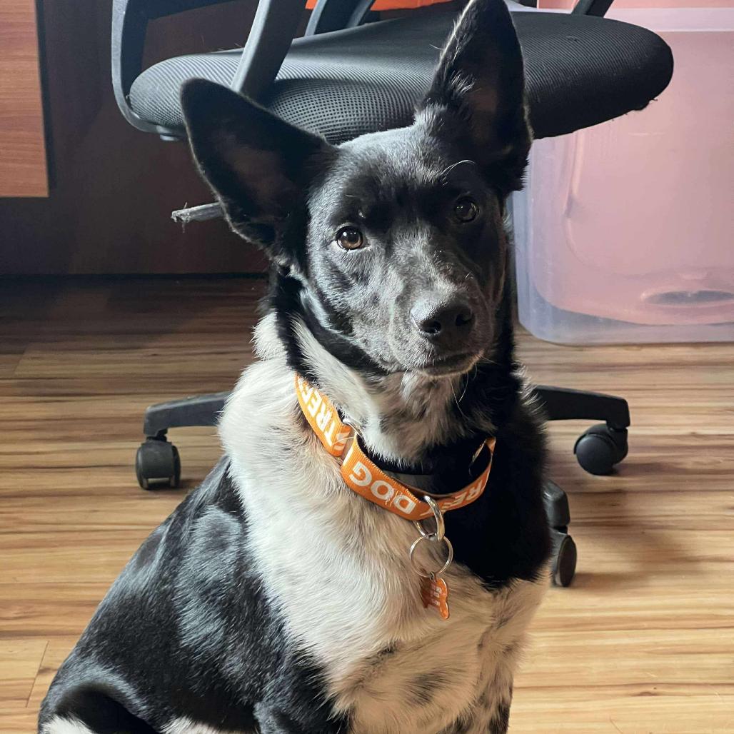 Kip, a Adoptable mixed breed in Bend, OR image 5/6