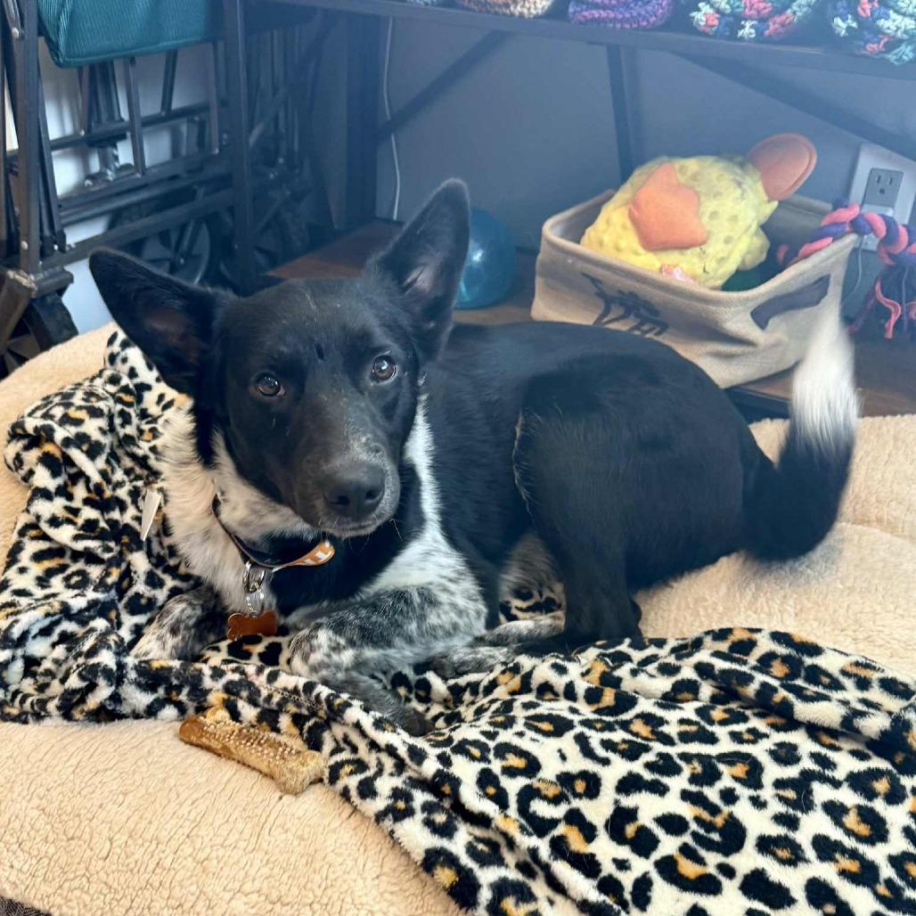 Kip, a Adoptable mixed breed in Bend, OR image 6/6