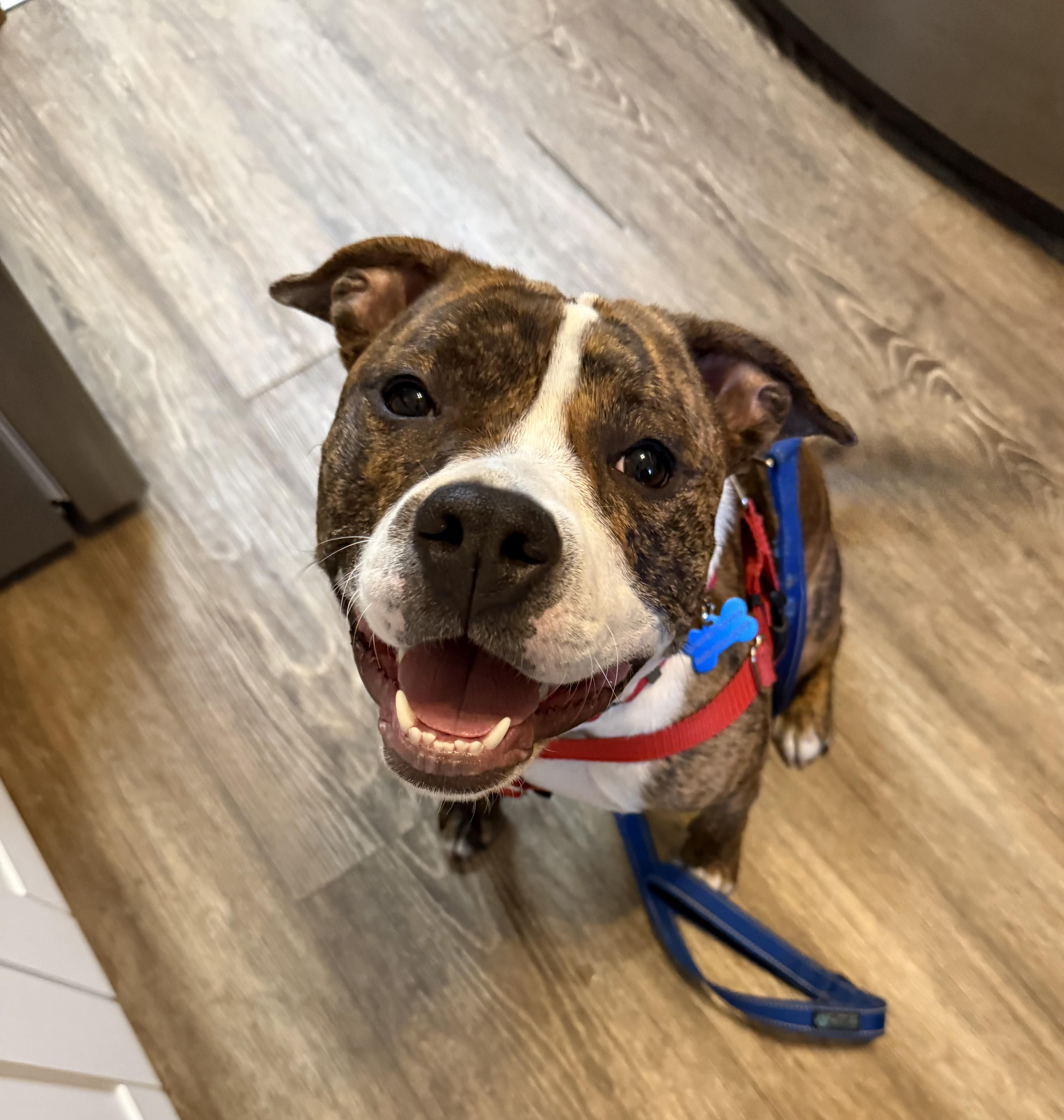 Daisy, a ADOPTABLE mixed breed in farmingdale, NJ image 1/2