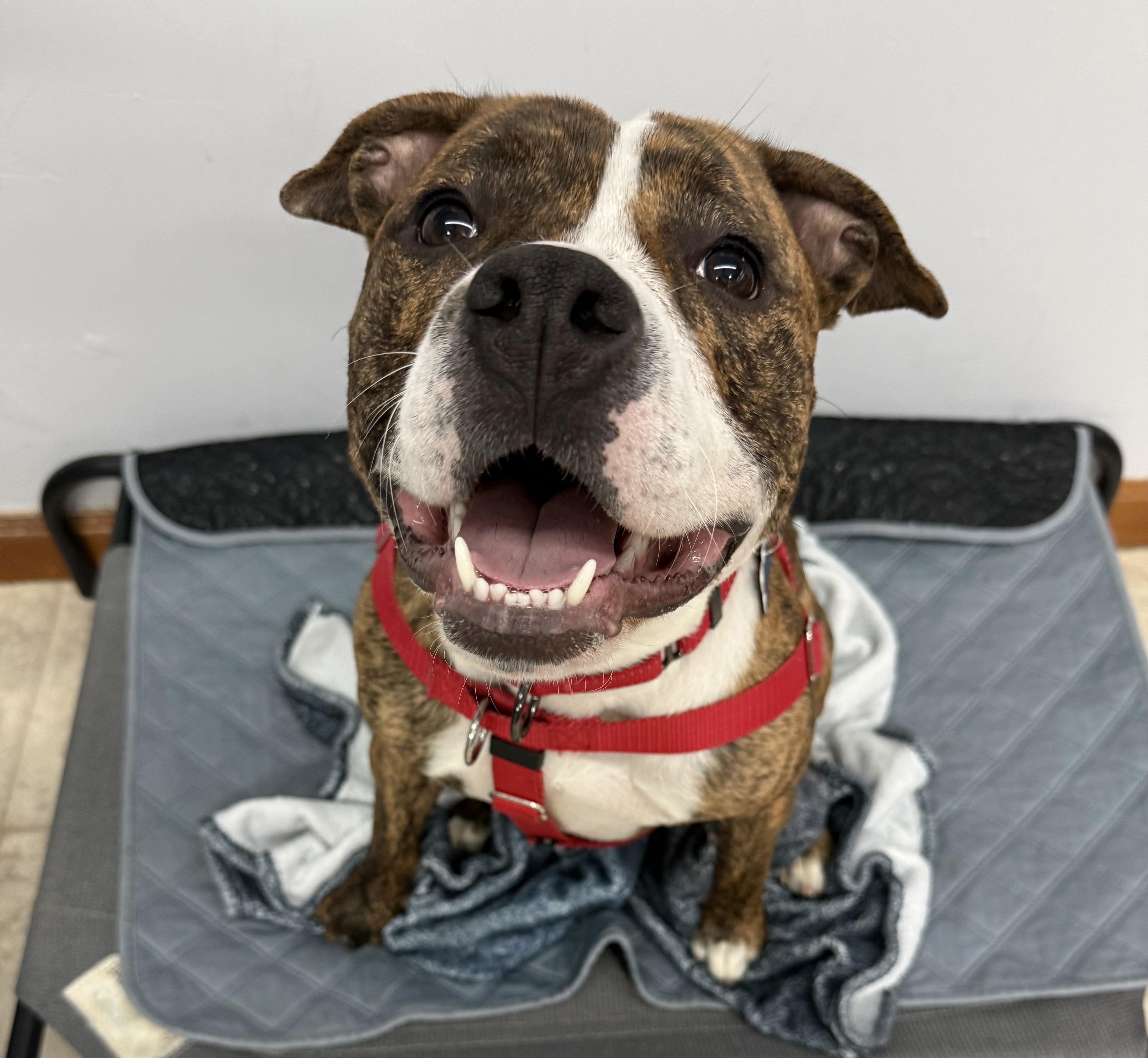 Daisy, a ADOPTABLE mixed breed in farmingdale, NJ image 2/2