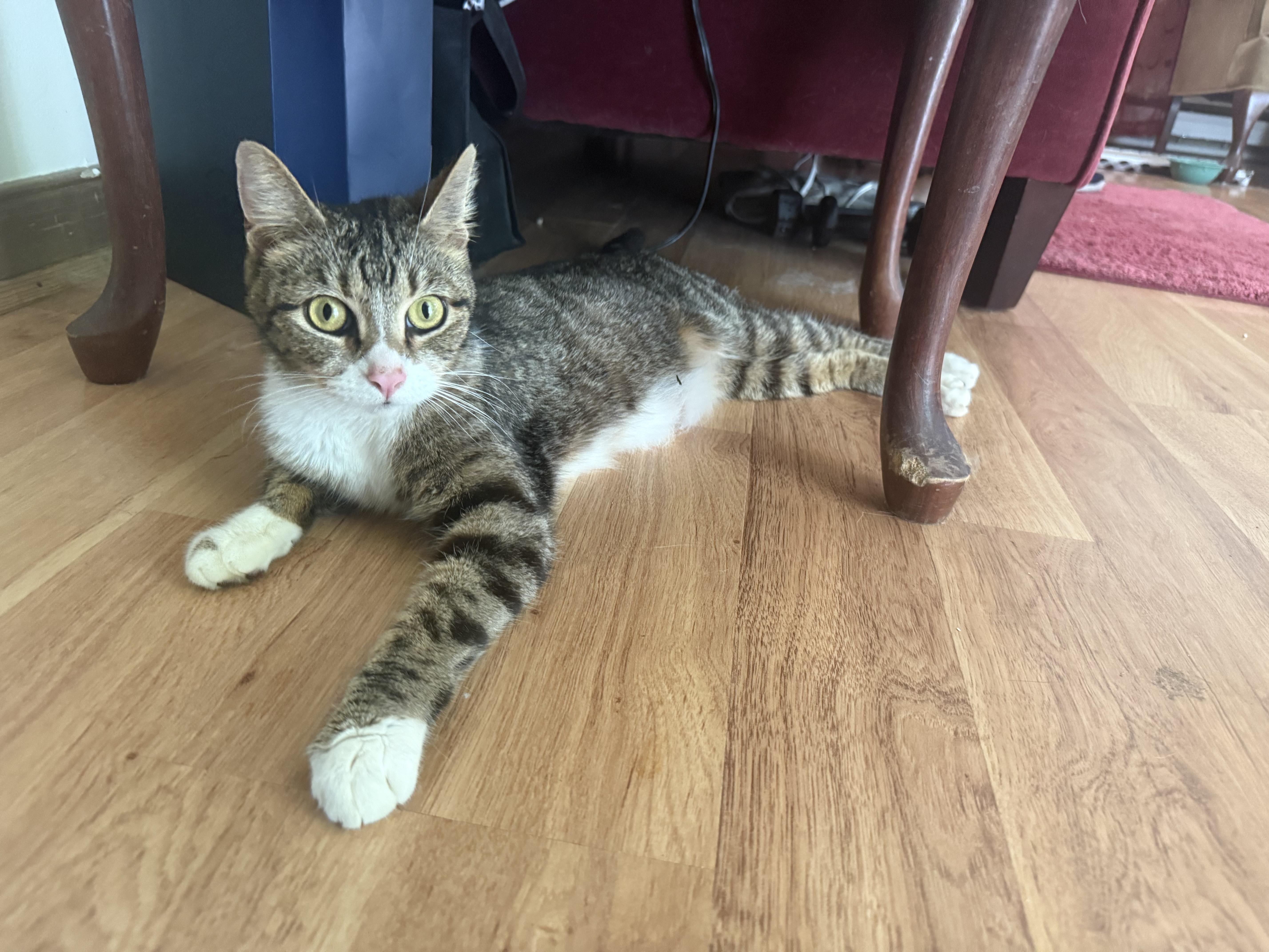 Kora, a Adoptable Domestic Short Hair in Providence Forge, VA image 6/6