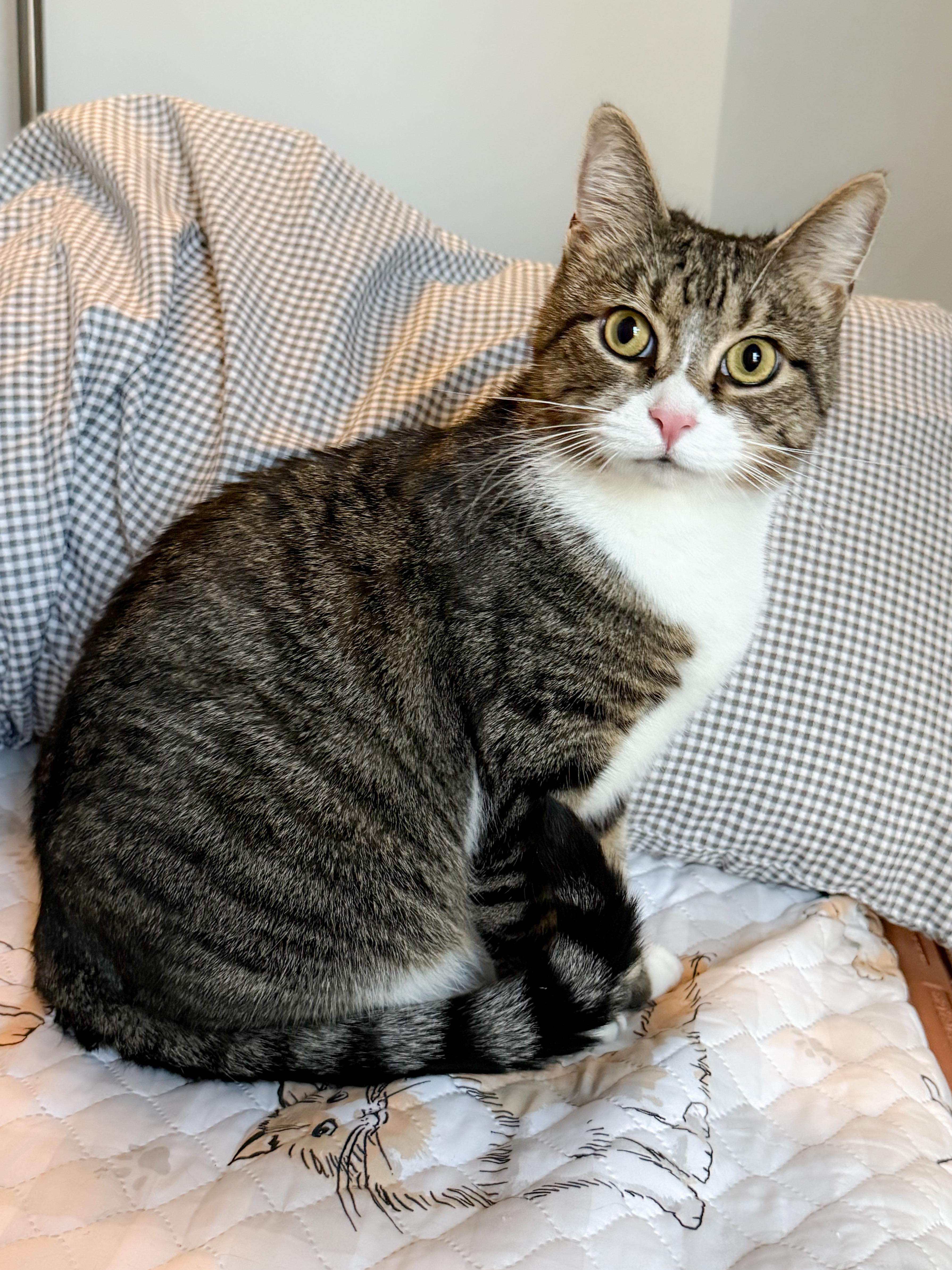 Kora, Adoptable, Adult Female Domestic Short Hair.