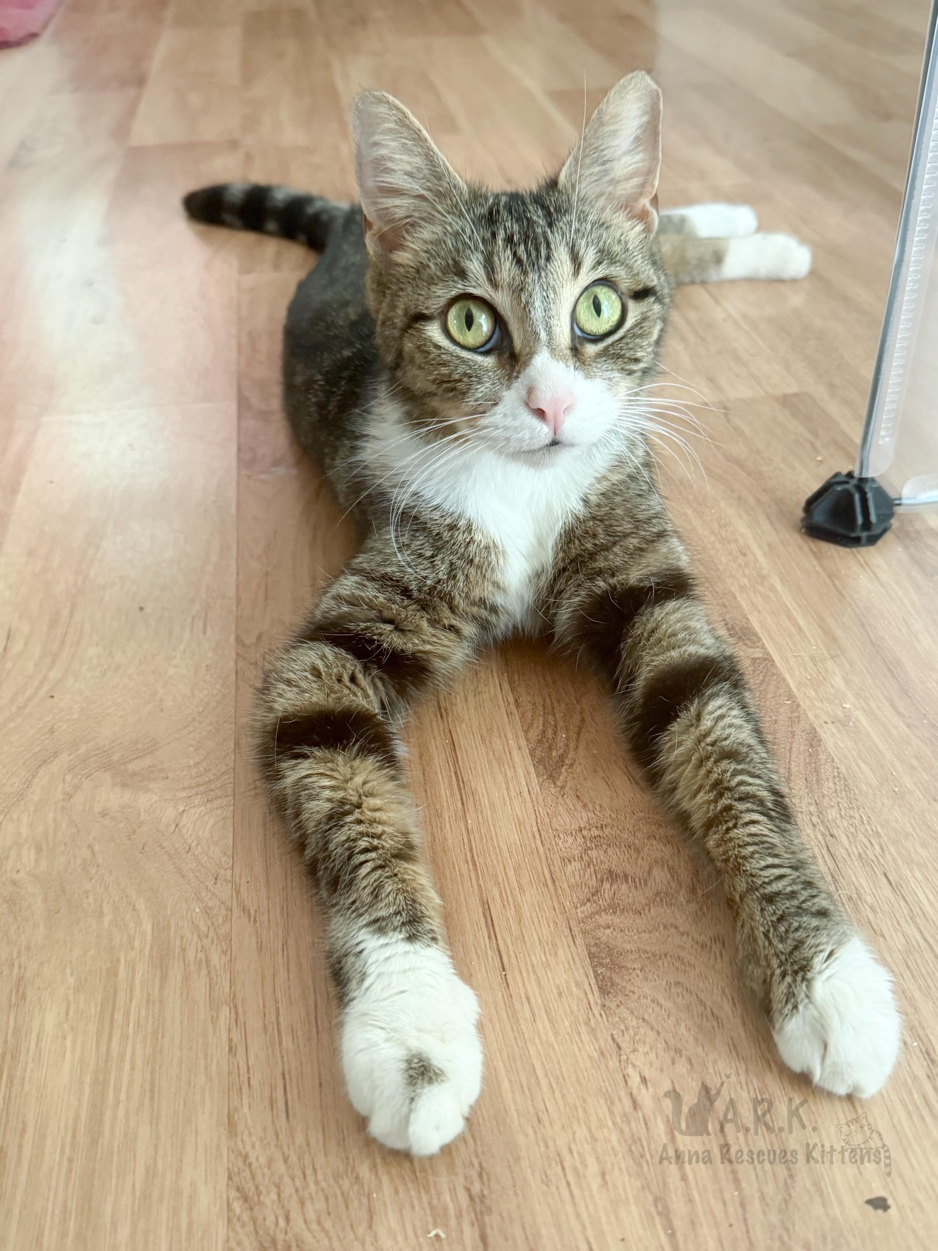 Kora, a Adoptable Domestic Short Hair in Providence Forge, VA image 2/6