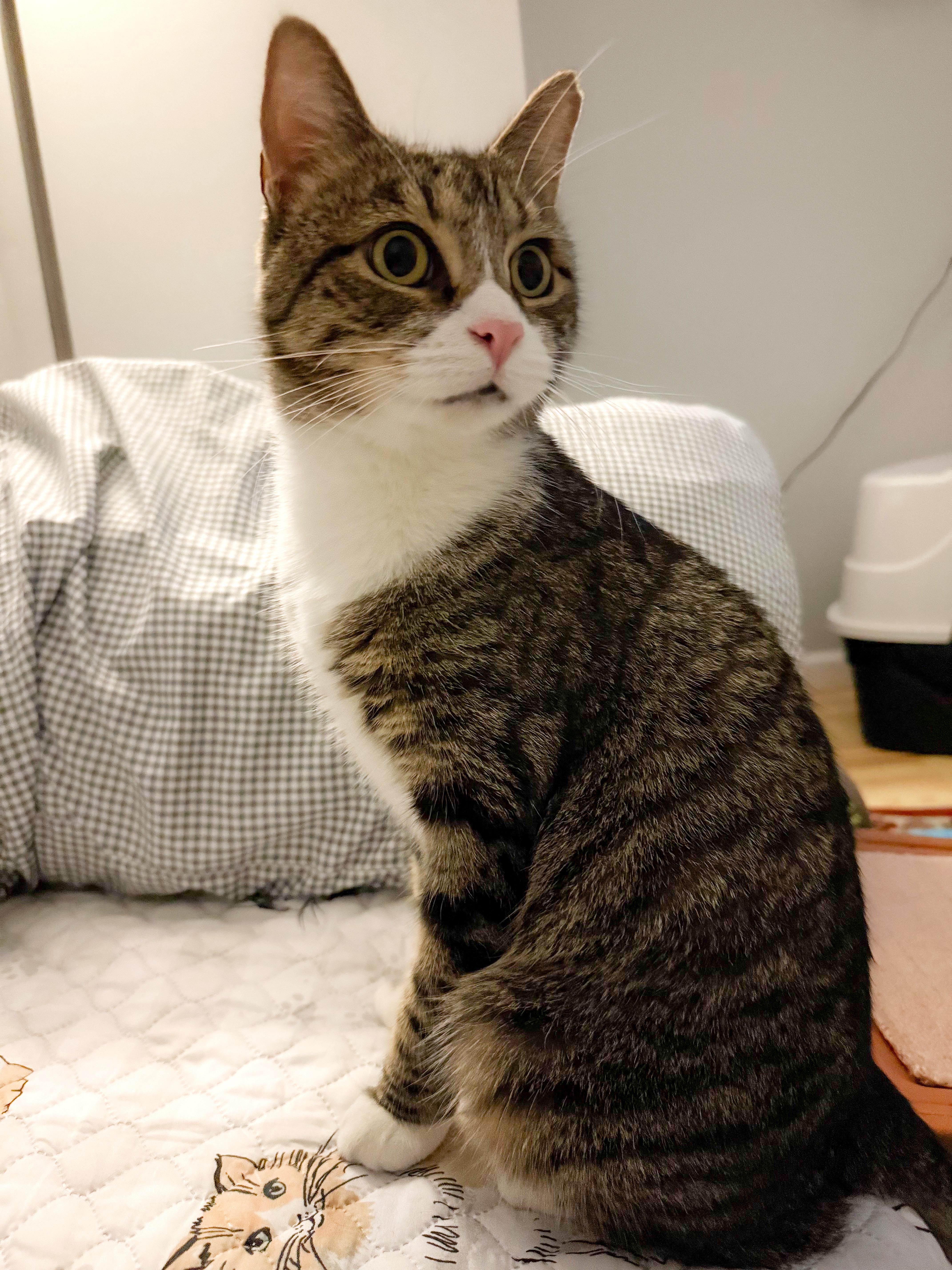 Kora, a Adoptable Domestic Short Hair in Providence Forge, VA image 3/6