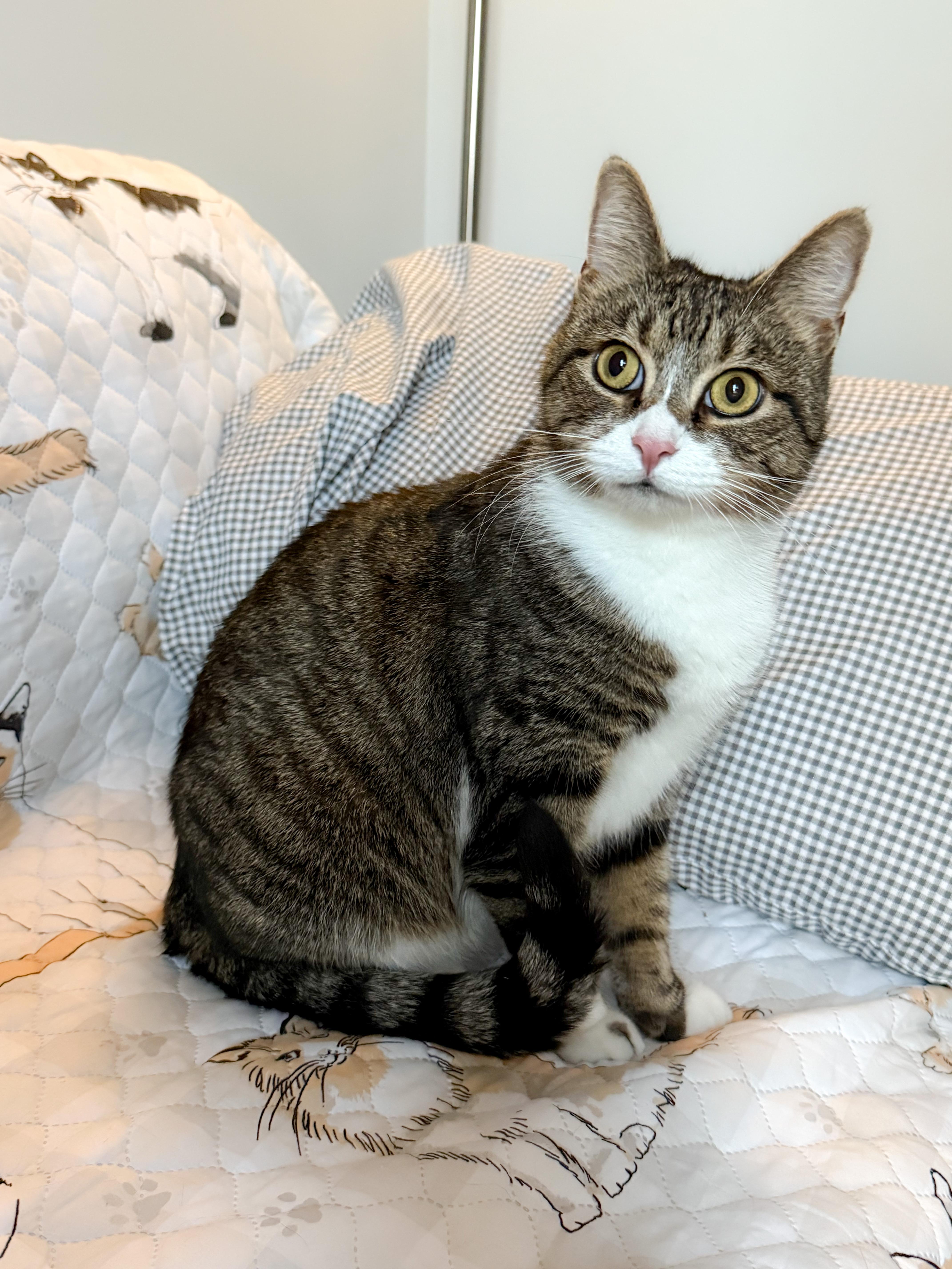 Kora, a Adoptable Domestic Short Hair in Providence Forge, VA image 4/6