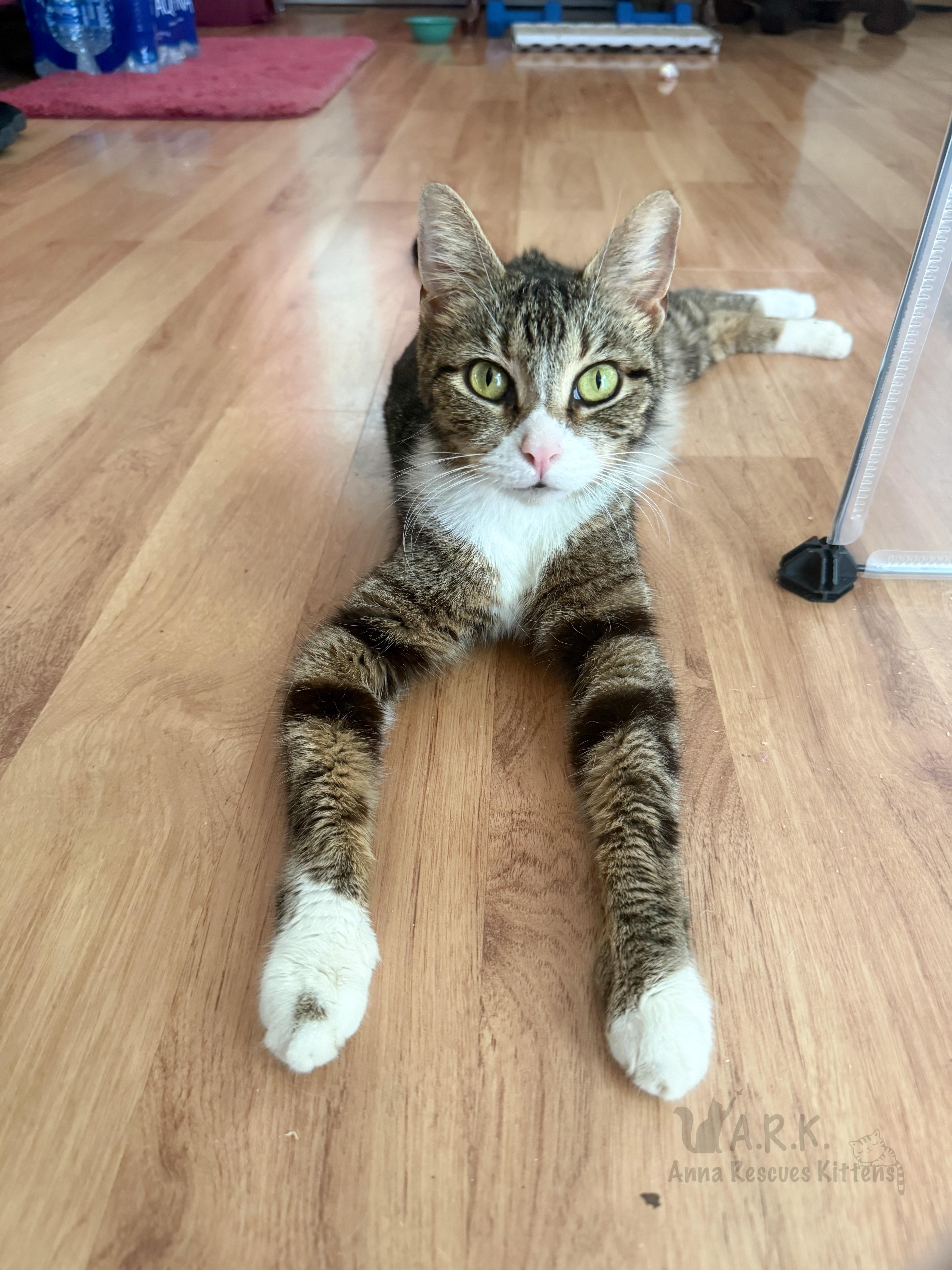 Kora, a Adoptable Domestic Short Hair in Providence Forge, VA image 5/6