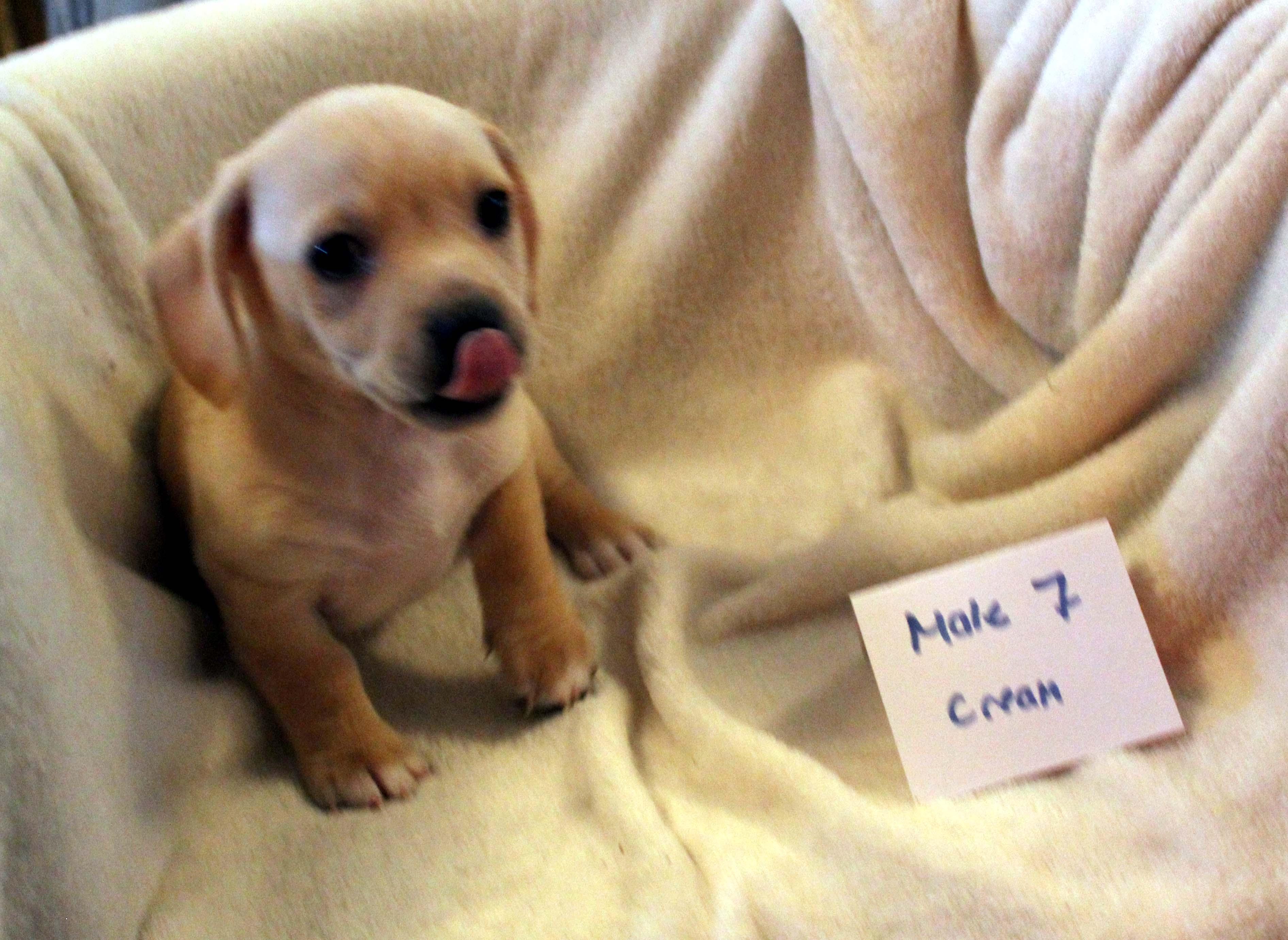 CHIHUAHUA PUPPY (MALE #7 CREAM/WHITE)