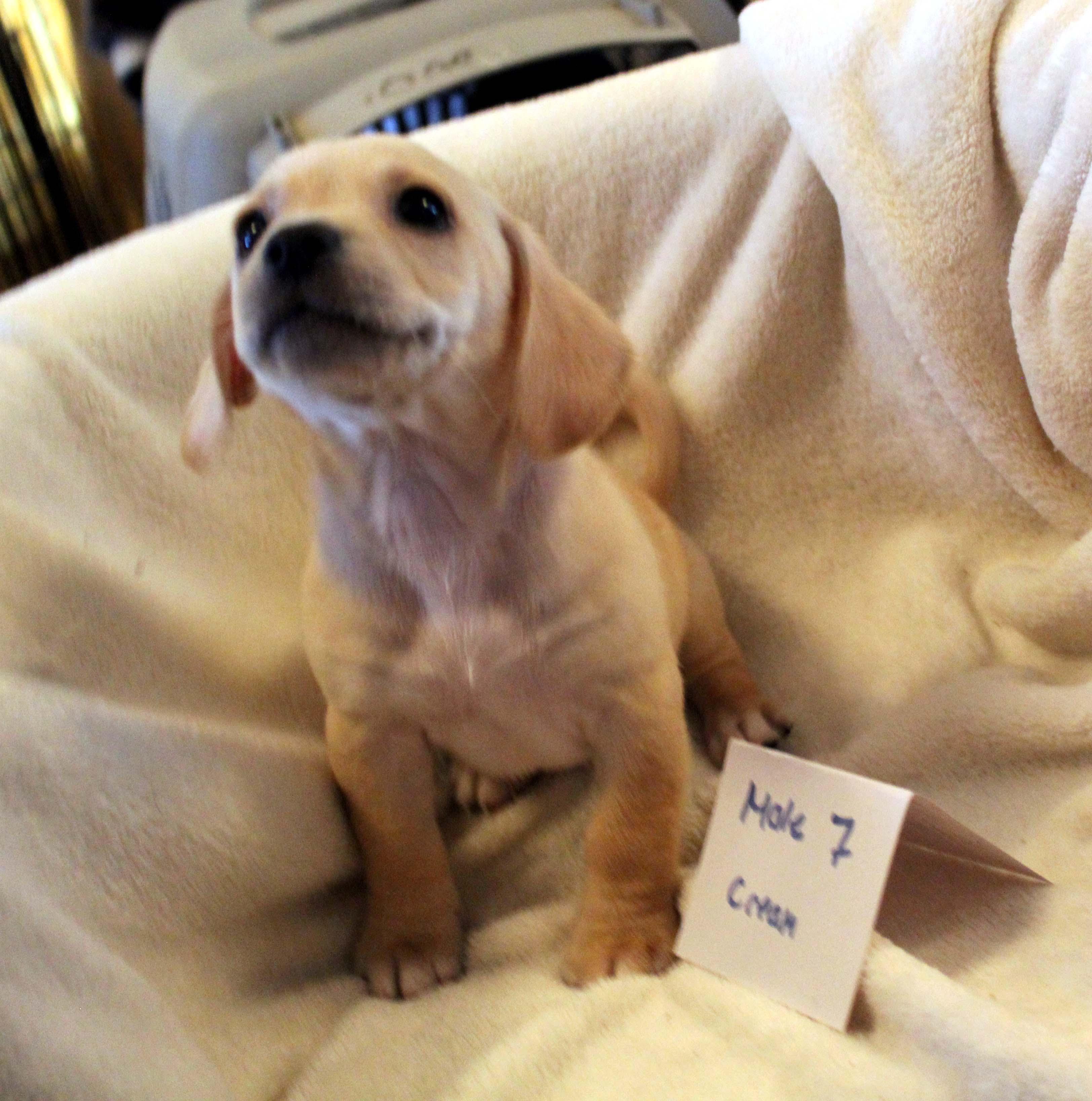 CHIHUAHUA PUPPY (MALE #7 CREAM/WHITE)