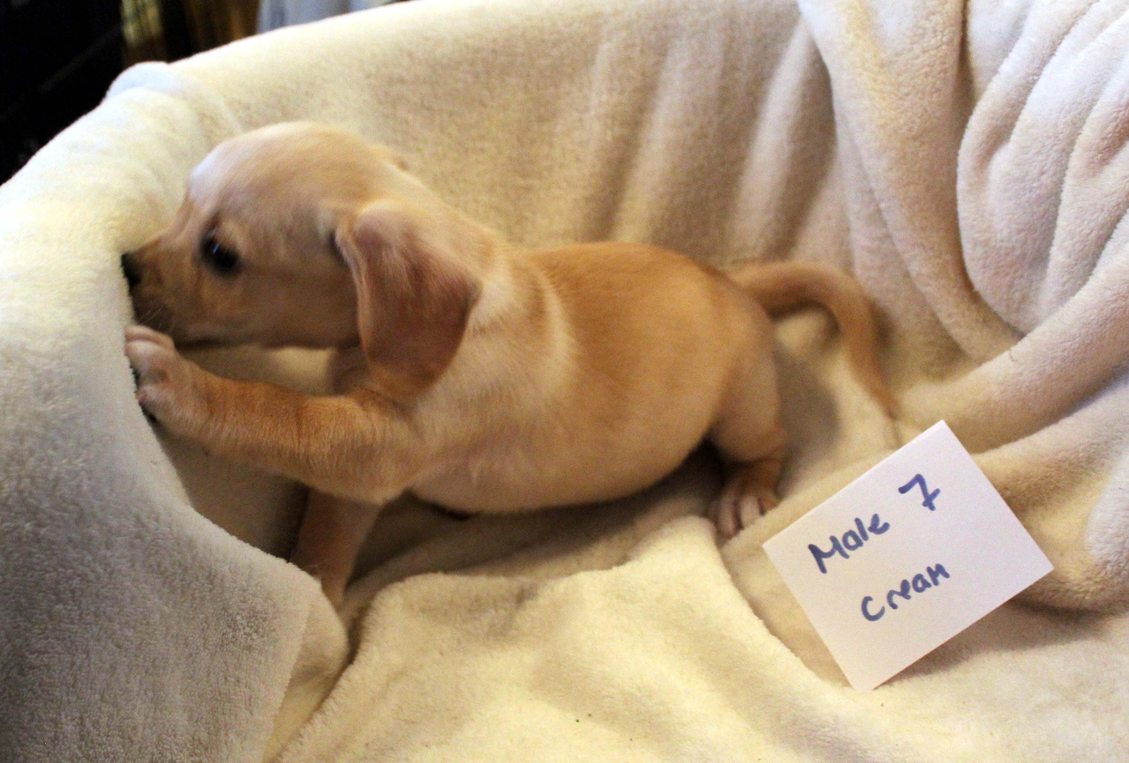 CHIHUAHUA PUPPY (MALE #7 CREAM/WHITE)