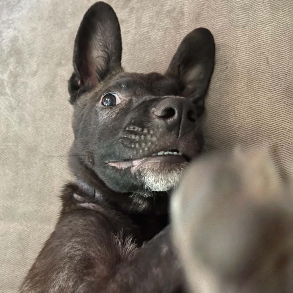Enlarge Ryder, a Adoptable Mixed Breed in Monticello, MN image 3/5