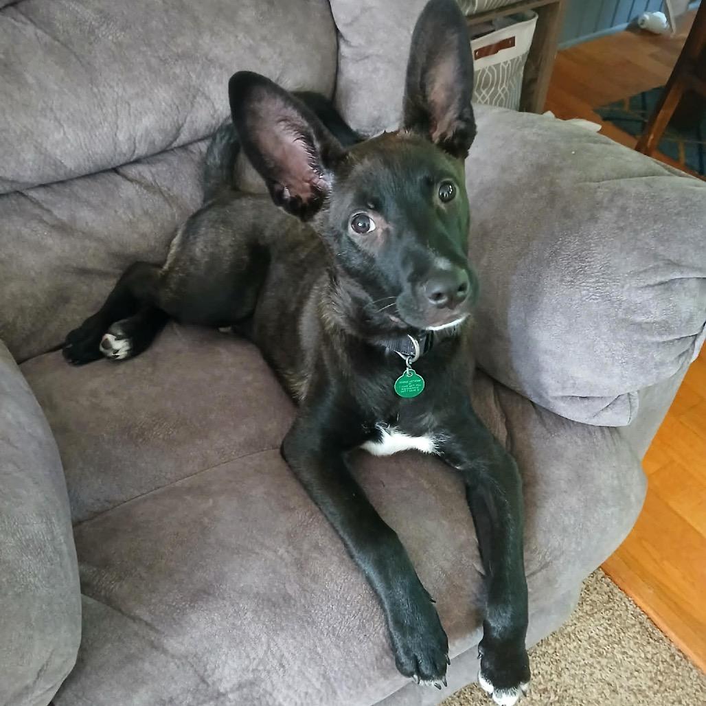 Enlarge Ryder, a Adoptable Mixed Breed in Monticello, MN image 4/5