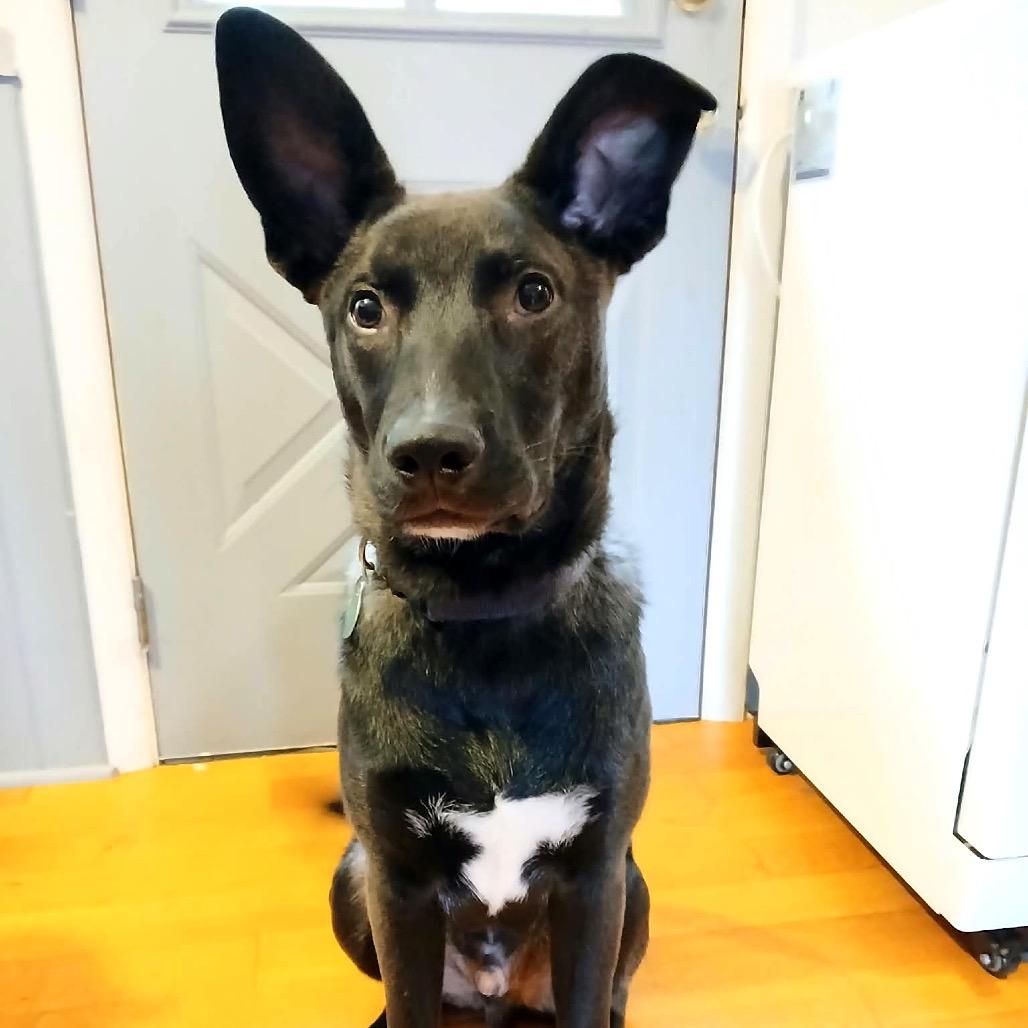 Enlarge Ryder, a Adoptable Mixed Breed in Monticello, MN image 1/5