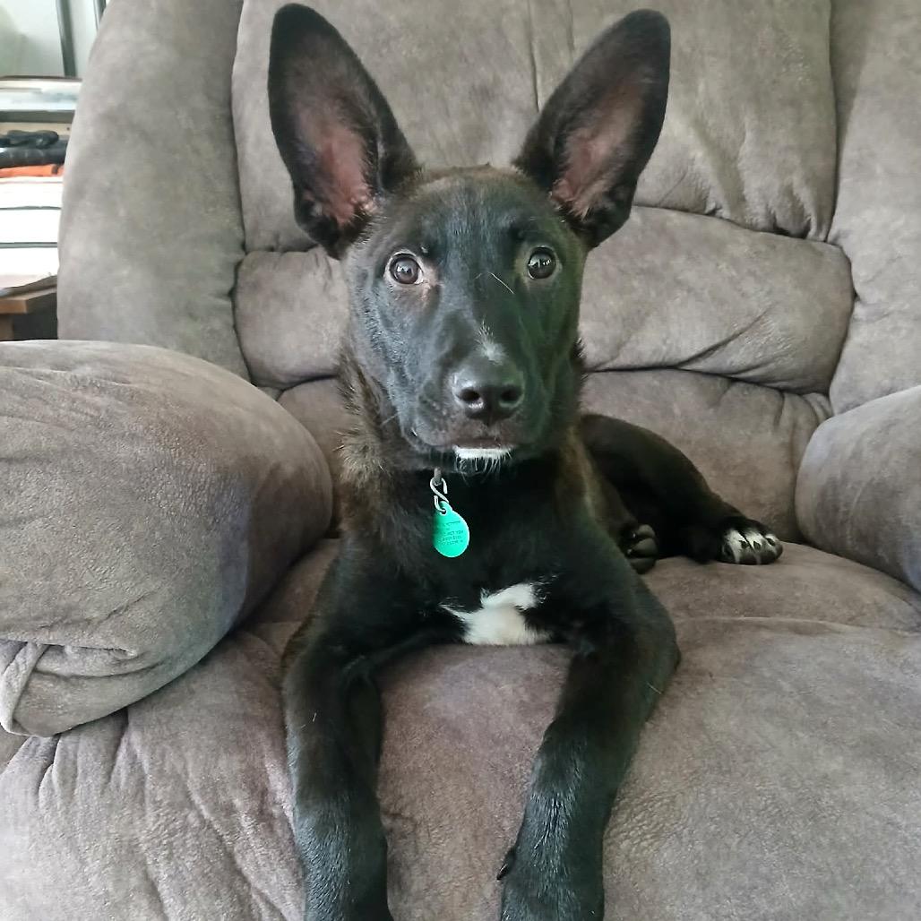 Ryder, Adoptable, Young Male Mixed Breed.