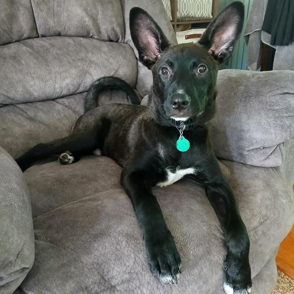 Enlarge Ryder, a Adoptable Mixed Breed in Monticello, MN image 5/5