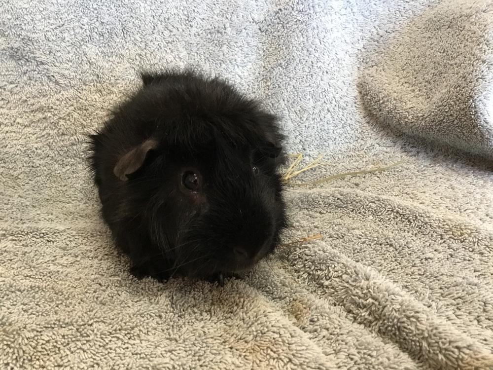 Enlarge Virga  ( Bonded to Winnie the P), a Adoptable Guinea Pig in San Diego, CA image 1/4