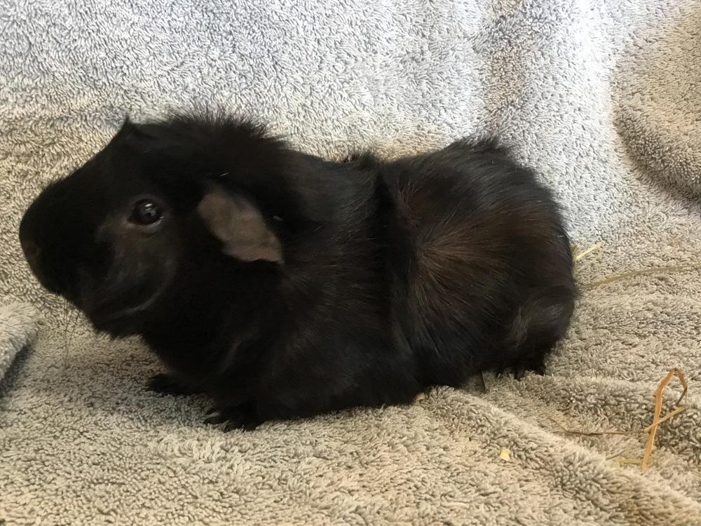 Enlarge Virga  ( Bonded to Winnie the P), a Adoptable Guinea Pig in San Diego, CA image 2/4
