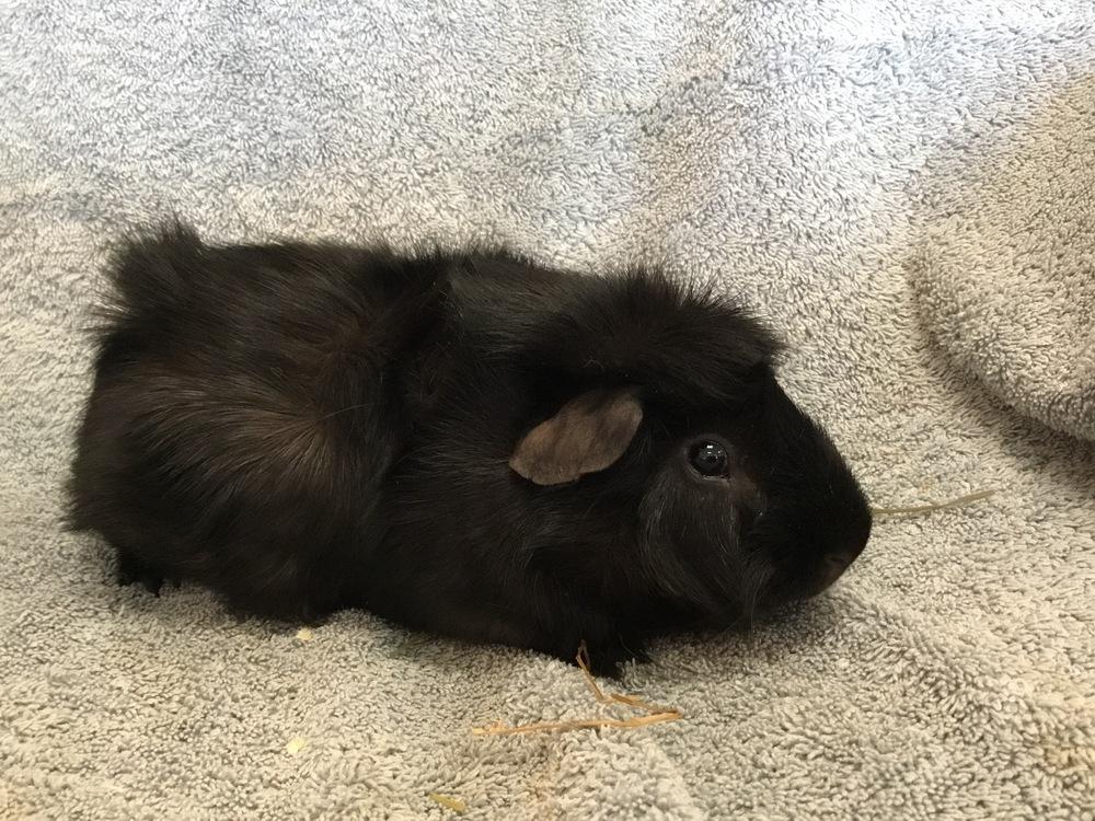 Enlarge Virga  ( Bonded to Winnie the P), a Adoptable Guinea Pig in San Diego, CA image 3/4