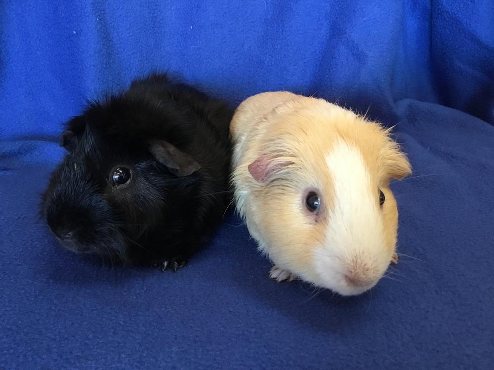 Enlarge Virga  ( Bonded to Winnie the P), a Adoptable Guinea Pig in San Diego, CA image 4/4