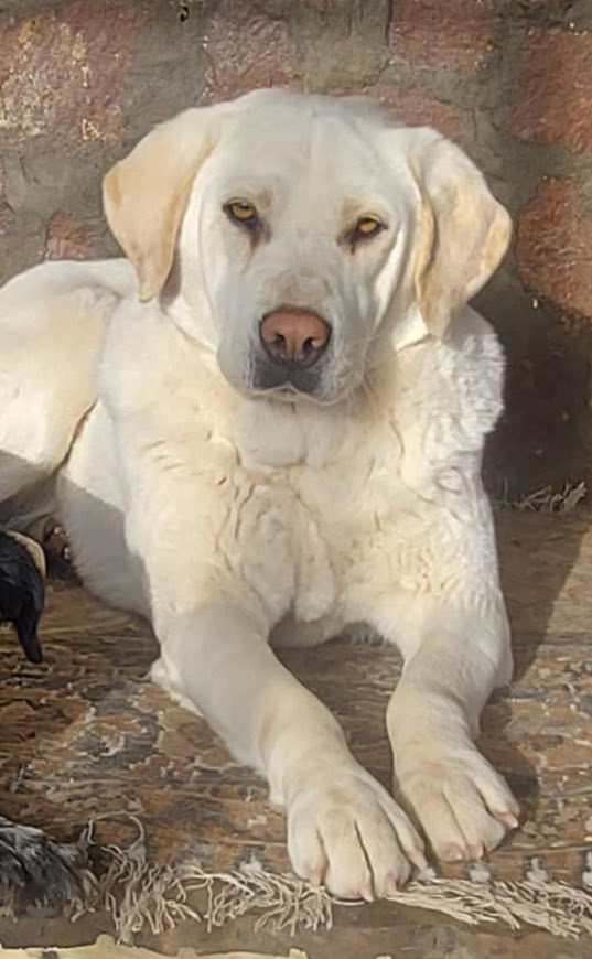 Hurrem, Adult Female Labrador Retriever
