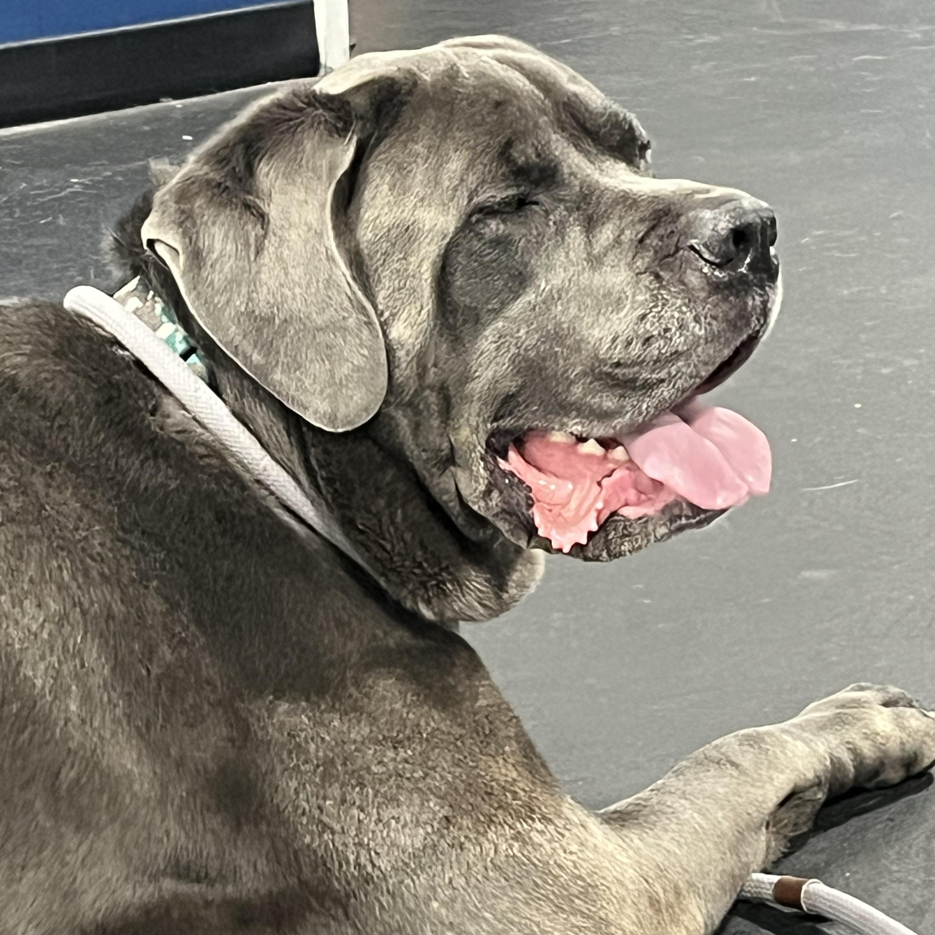 Enlarge Hooch, an adopted mixed breed in Mendham, NJ image 3/4